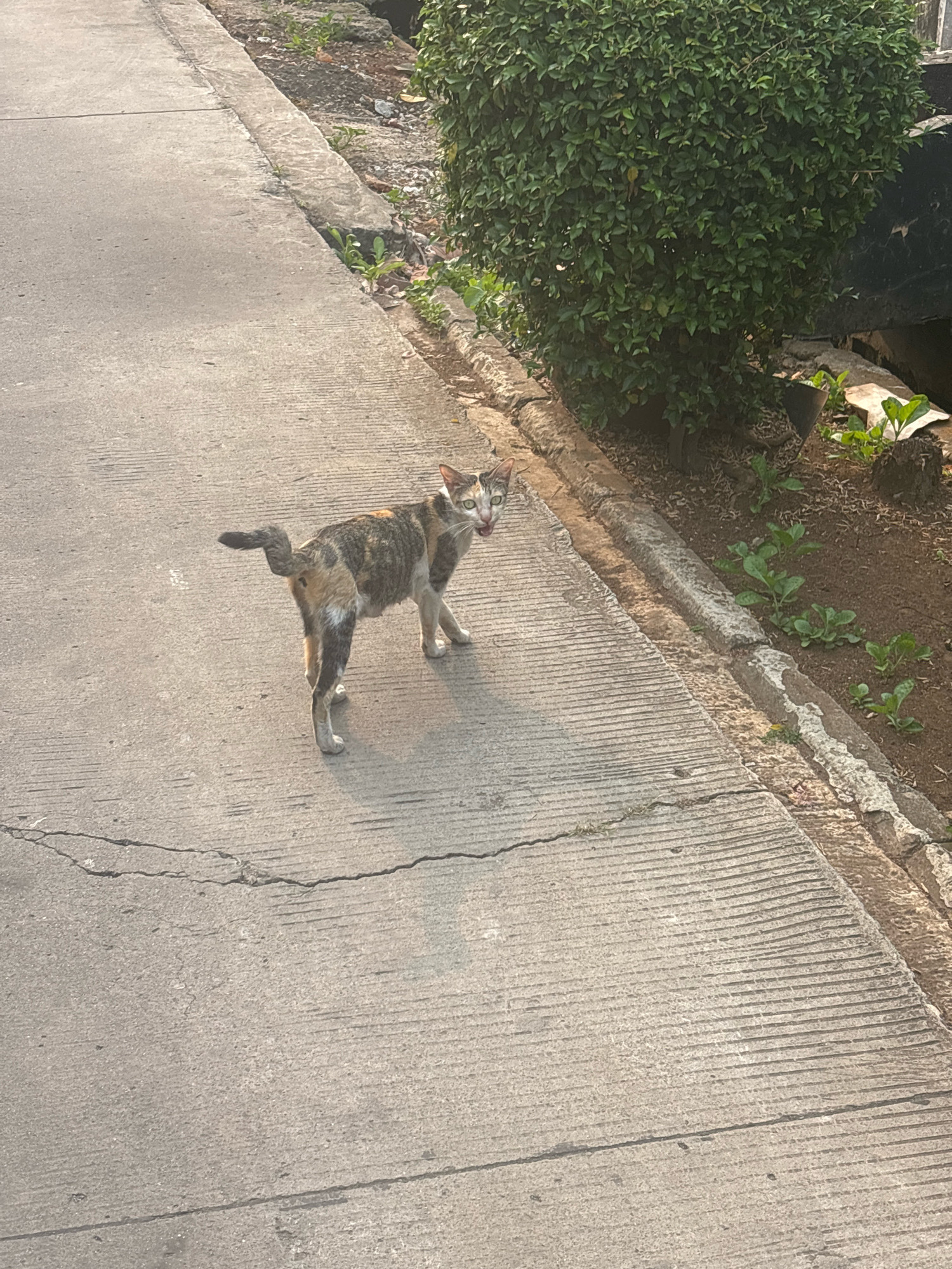 A calico cat stands on a cracked concrete sidewalk. The cat is facing left with its mouth slightly open. To the right of the sidewalk is a dirt area with some small green plants and a large green bush. A concrete curb separates the sidewalk from the dirt area. The scene appears to be outdoors in a semi-urban environment, consistent with locations in Bekasi, Indonesia.