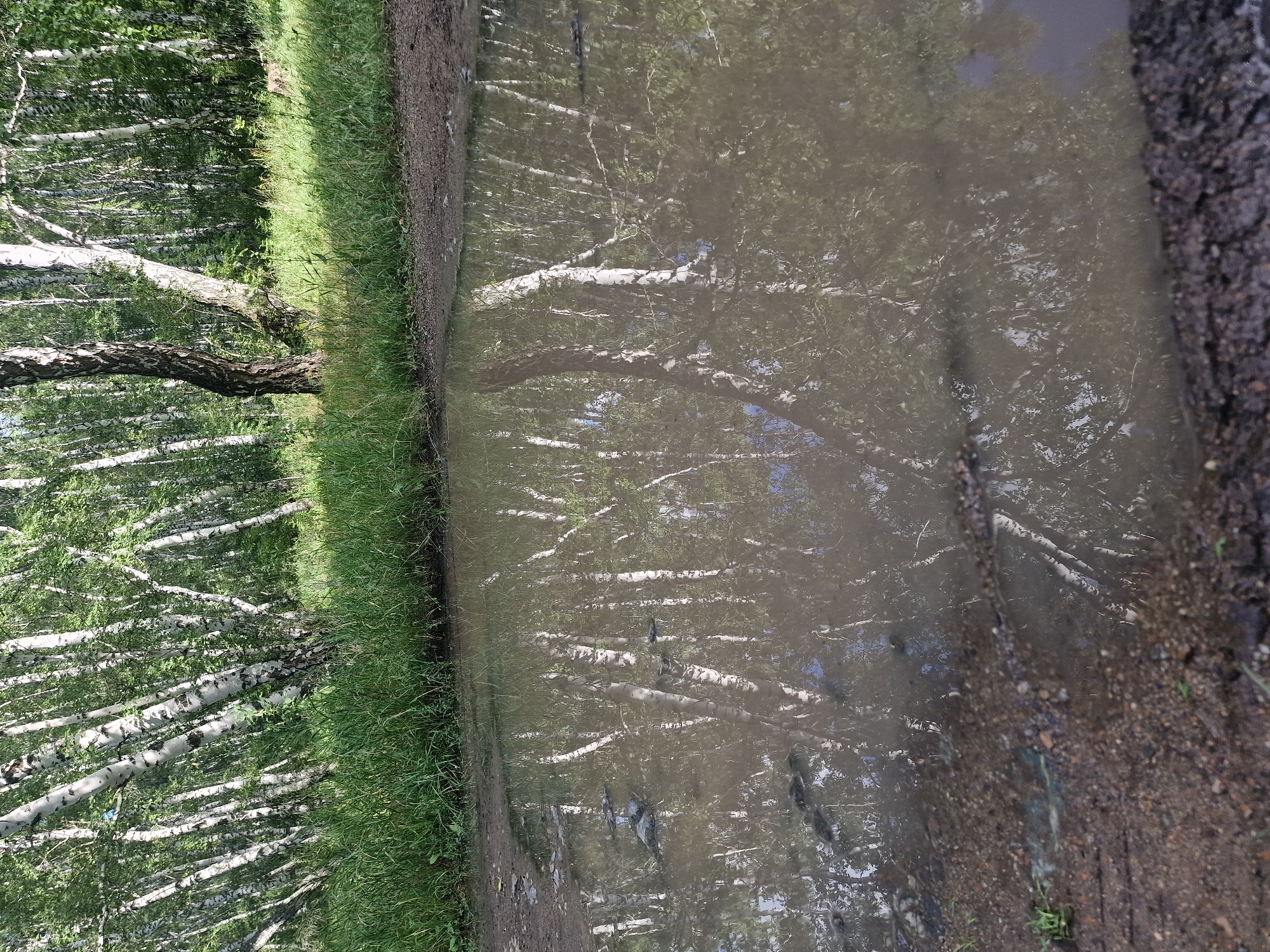 In the foreground, a muddy puddle reflects the surrounding environment. The water is murky and contains debris. To the left and right of the puddle, dry, dirt ground is visible, interspersed with sparse green grass. Beyond the puddle, a dense forest of birch trees stands tall. Their white trunks with dark markings contrast with the green foliage. The trees are closely packed, creating a sense of depth. Sunlight filters through the leaves, casting shadows and highlighting the textures of the bark. The environment appears natural and undeveloped.