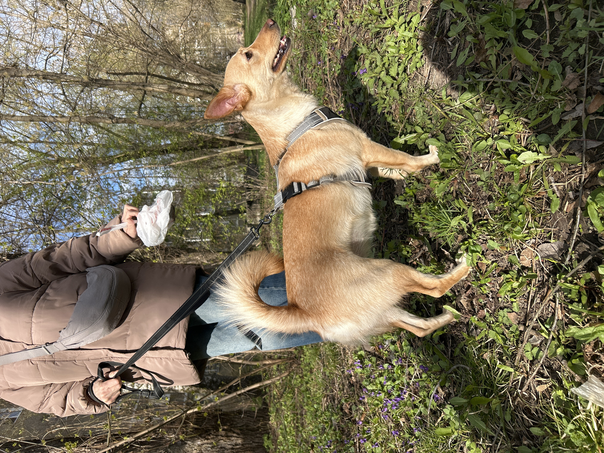 An outdoor, eye-level shot captures a person and their dog in what appears to be a park or wooded area on a sunny day.
The primary subjects are a light brown, medium-sized dog and a partially visible person. The dog, wearing a grey and black harness with a leash attached, is positioned on the right side of the frame. It is sitting upright on its hind legs or standing with its front paws slightly off the ground, looking upwards and to the right with its mouth slightly open, revealing teeth. Its bushy, light brown tail is curled upwards. The person, positioned on the left, is wearing a brown puffer jacket, blue jeans, and a grey shoulder bag. Their left hand holds the dog's black leash, while their right hand holds a crinkled white plastic bag, often used for dog waste.
The ground is covered with vibrant green grass, interspersed with patches of brown earth and small purple wildflowers, possibly violets, particularly visible around the dog. In the background, deciduous trees with mostly bare branches, some showing early signs of green foliage, are visible against a bright, clear sky. The bright sunlight casts distinct shadows and highlights the scene, suggesting it is daytime with clear weather.
The scene depicts a common activity of walking a dog outdoors. The dog's attentive posture and upward gaze suggest it might be reacting to something off-camera, perhaps a sound or a treat held by the person. The presence of the plastic bag indicates the person is either preparing to clean up after the dog or has just done so, highlighting responsible pet ownership. No visible text is present in the image.