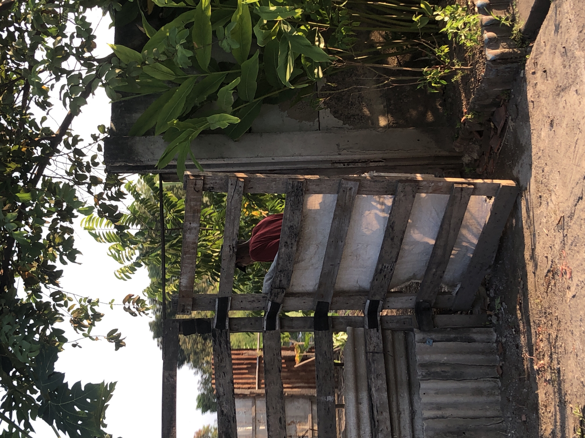 In Kalitengah, Indonesia, a person wearing a red shirt is visible through a wooden gate that is partially open. The gate is constructed from rough-hewn wooden planks and appears to be part of an enclosure or yard. Behind the gate, the person's upper body and head are visible, looking away from the camera. The environment surrounding the gate suggests an outdoor setting with vegetation, including large green leaves from a plant to the right of the gate and branches of a tree with green leaves overhead. The ground is covered with dirt and small rocks. The lighting suggests it is either early morning or late afternoon, with shadows cast by the overhead foliage and the structures.