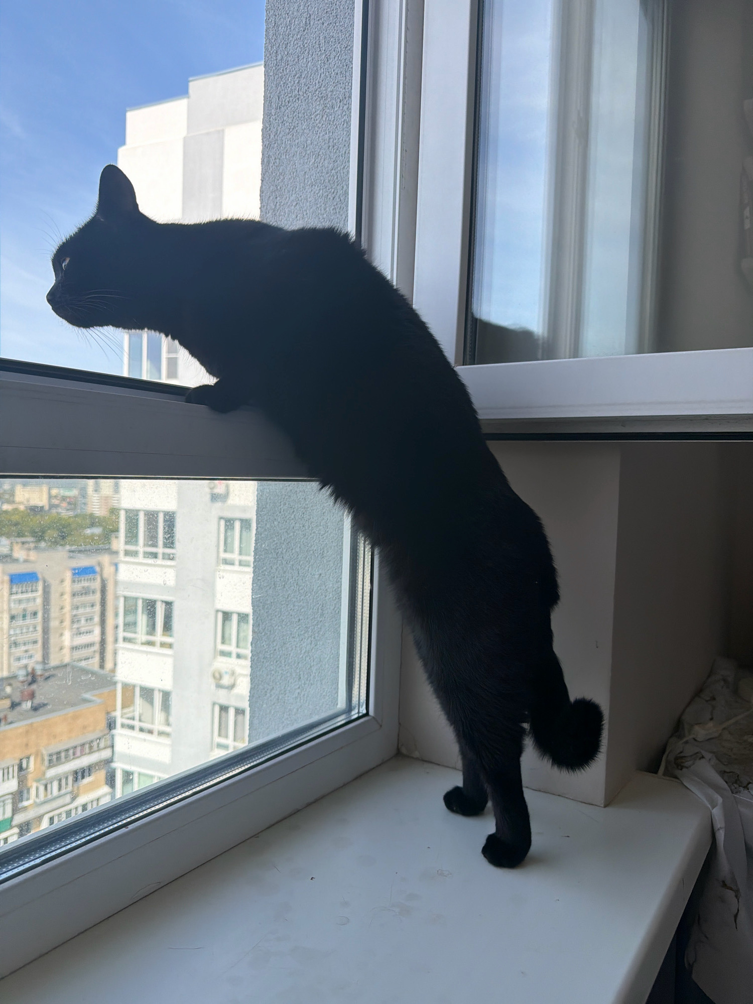 A black cat is perched on a windowsill, looking out at a city skyline. The cat is in silhouette, with its fur appearing glossy against the bright sky. The windowsill is made of white plastic and is dusty. In the background, there are several apartment buildings, typical of an urban environment. The sky is blue with a few scattered clouds. The scene suggests a moment of quiet observation, with the cat seemingly captivated by the world outside its window. The vantage point implies the cat is in a high-rise building, possibly an apartment in Samara, Russia, given the architectural style of the buildings visible.