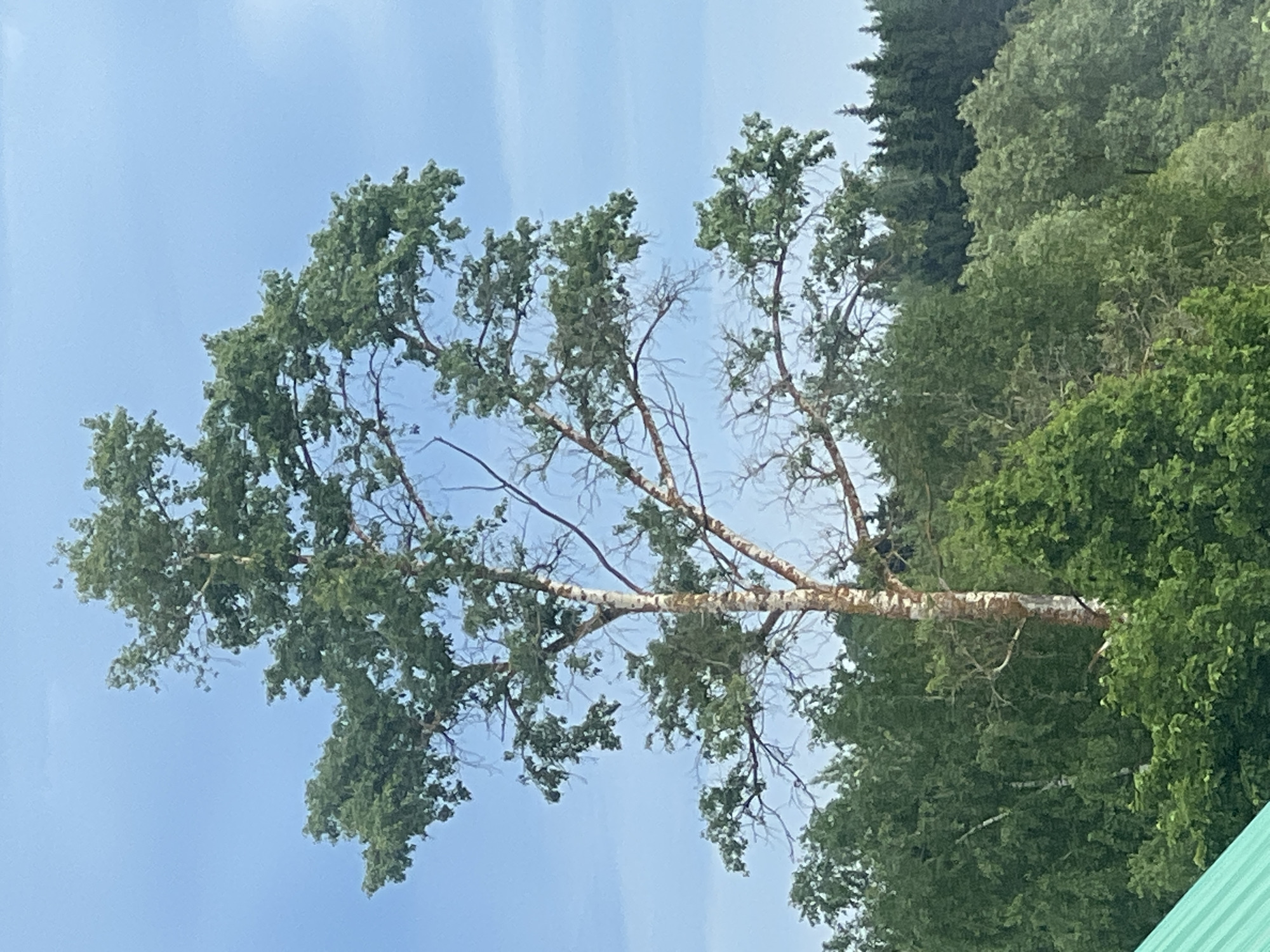 The image shows a birch tree against a blue sky, with the tree’s trunk and branches displaying its characteristic white bark. The tree has green leaves. In the background, there are other green trees and vegetation. A corner of a green object (possibly a roof or other structure) is visible in the bottom right corner. The location is identified as Большие Кусты, Russia.