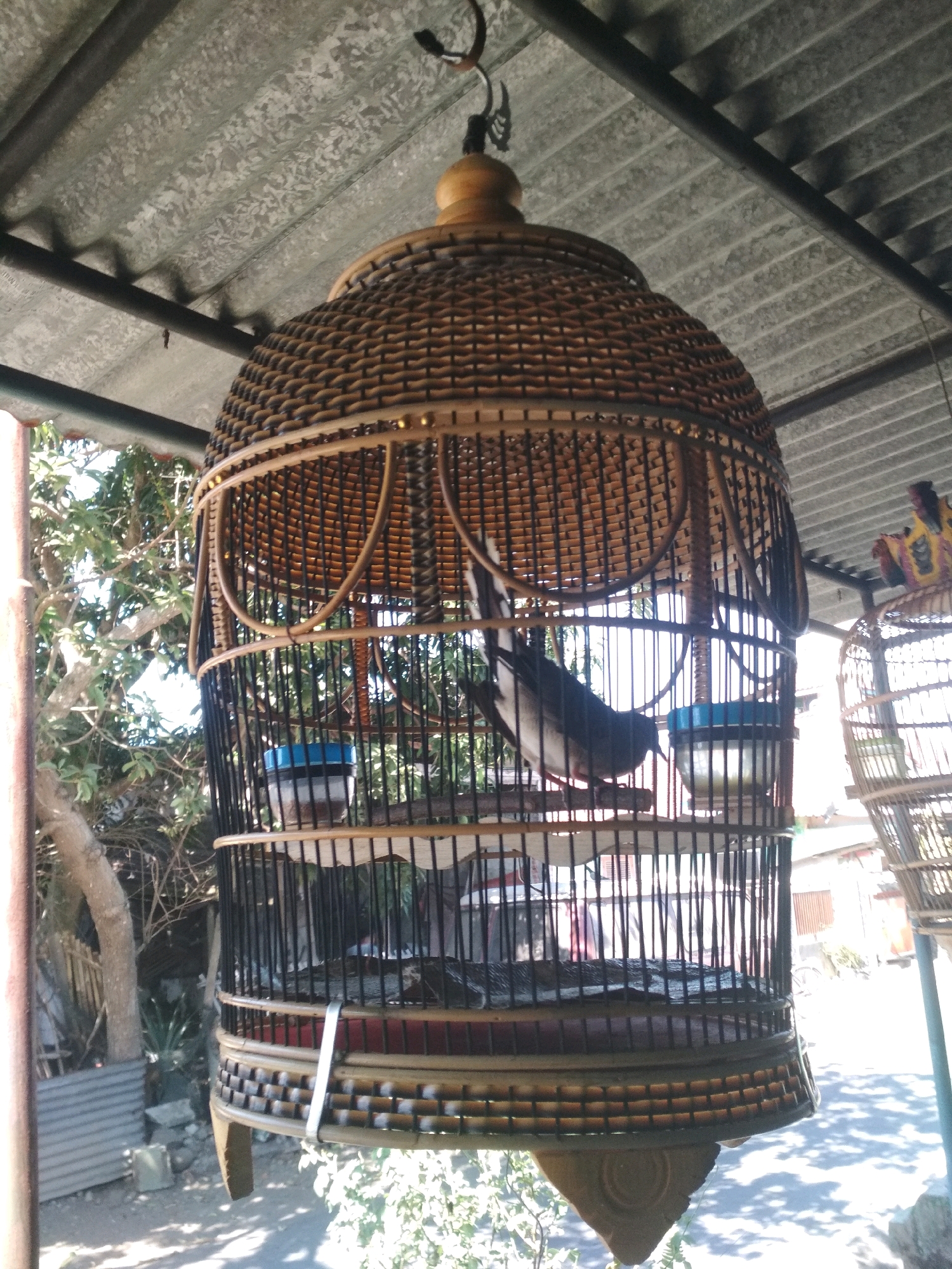 A medium shot captures a close-up of a bird in a handcrafted bamboo cage hanging from a metal beam under a corrugated metal roof. The bird, with black and white plumage and a red leg, is perched on a wooden dowel inside the cage, facing left and looking down at a small food or water dish. The cage is cylindrical with a domed top, woven from bamboo with vertical black bars. Another birdcage, similar in construction but partially visible to the right, appears to be empty and adorned with colorful decorations. The background reveals a leafy tree to the left and glimpses of buildings and a road in the distance. The scene is illuminated by natural sunlight, casting shadows on the ground below. The overall impression is one of a humble, outdoor setting, possibly a yard or a market stall, in the village of Desa Pamijen, Sokaraja District, Indonesia.
