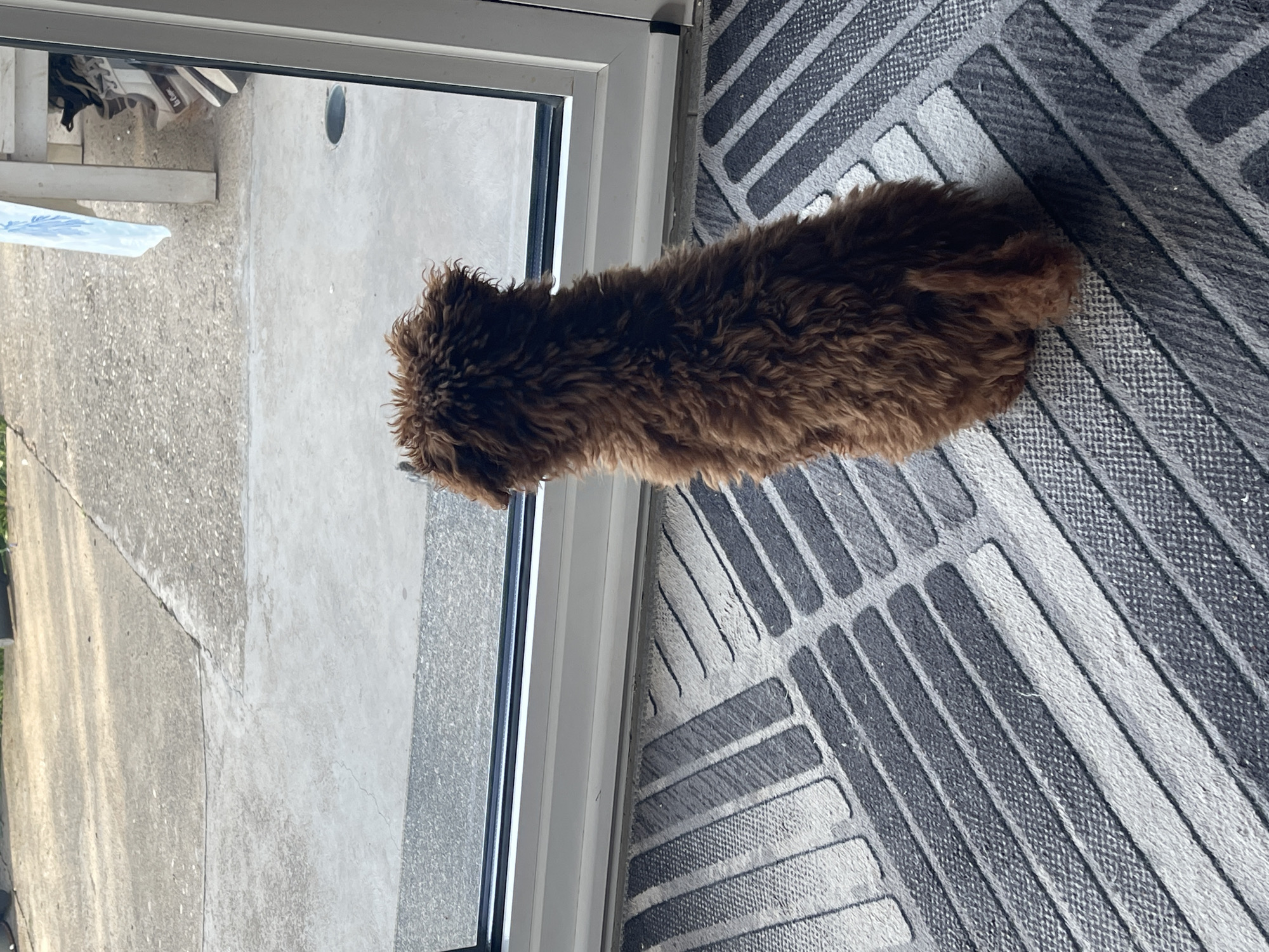 A brown, poodle-like dog stands with its head partially outside a sliding glass door, looking onto a concrete patio. The dog is positioned on a gray and white striped doormat. The patio is concrete and shows signs of weathering. The location is unknown and cannot be determined from the image.
