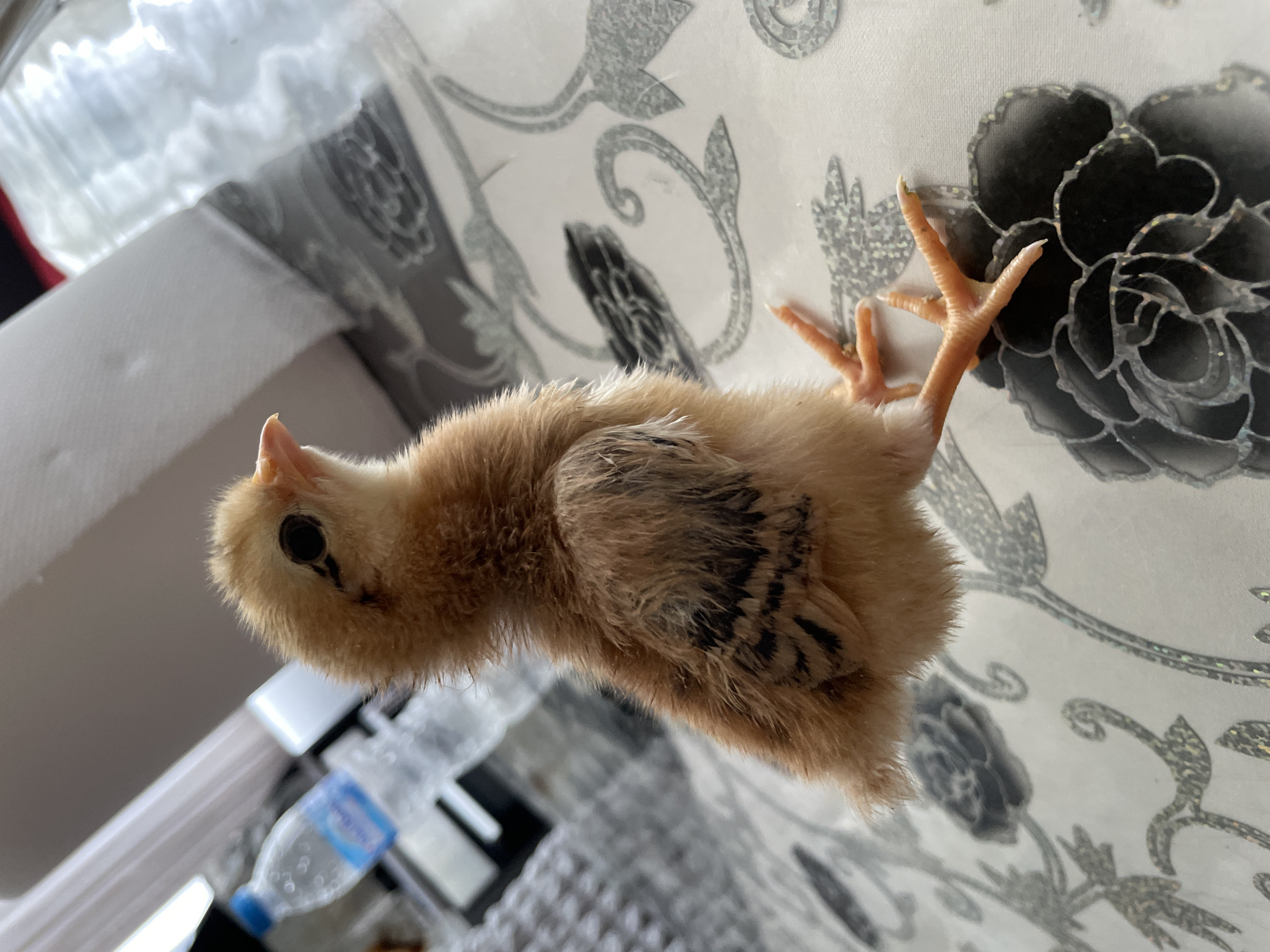 This image shows a close-up of a young chick standing on a patterned tablecloth. The chick is predominantly light brown with darker brown markings on its wings. It has a small orange beak and dark eyes. Its feet are orange and have visible claws. In the background, out of focus, is a plastic water bottle with a blue label and what appears to be a white object. The setting is indoors, likely a domestic environment. There is no indication of the city of Zlatograd, Bulgaria.