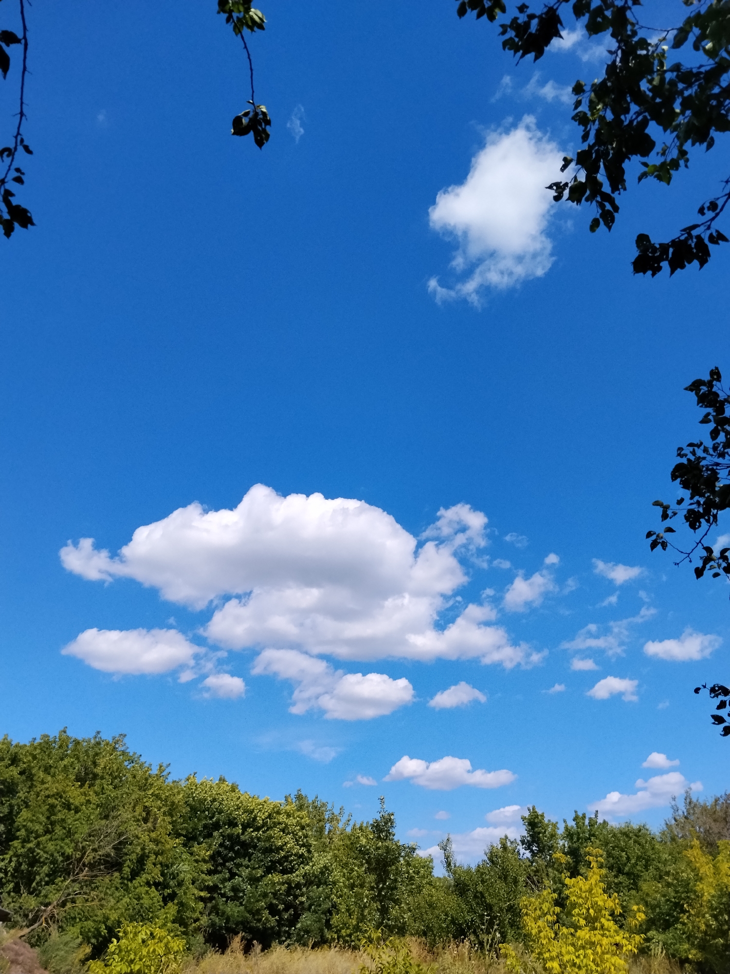 A bright, clear blue sky dominates the upper two-thirds of the image, punctuated by scattered white cumulus clouds. The lower third of the image features a dense line of green trees and foliage, with some dry, yellowish grass in the foreground. Dark tree branches with sparse leaves frame the top corners of the image, casting a slight shadow. The scene is devoid of people or any discernible activity, depicting a natural landscape under a sunny sky. The location is identified as the city of Hoholeve, Ukraine.