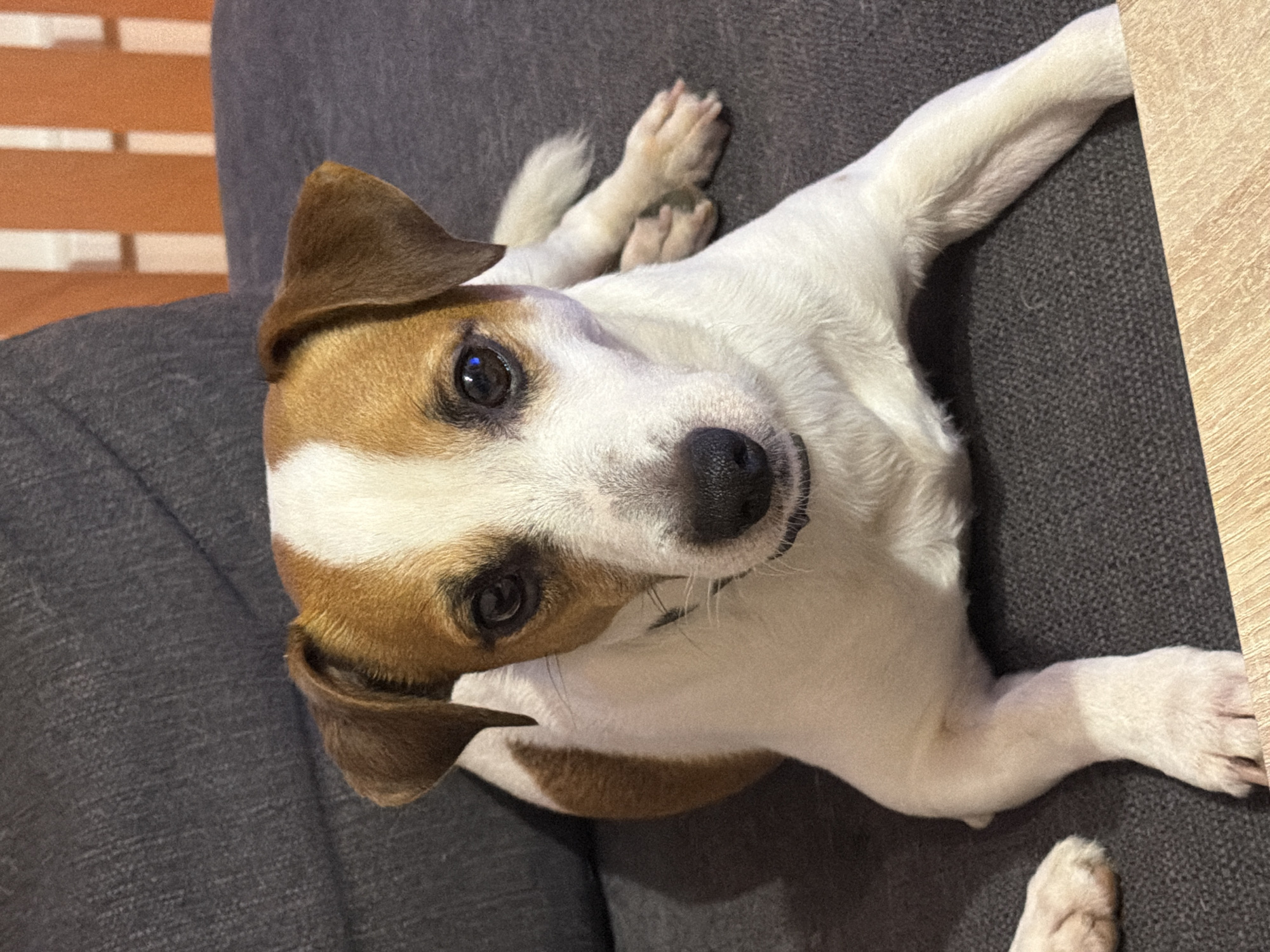 A Jack Russell Terrier lies on a gray upholstered surface, possibly a couch. The dog has a white body with brown markings on its head and ears. It is looking up at the camera with dark eyes. The setting appears to be indoors, with a brick-like wall visible in the background. A light-colored wooden surface is visible to the right. There is no indication of the location being Sofia, Bulgaria, or any specific city.