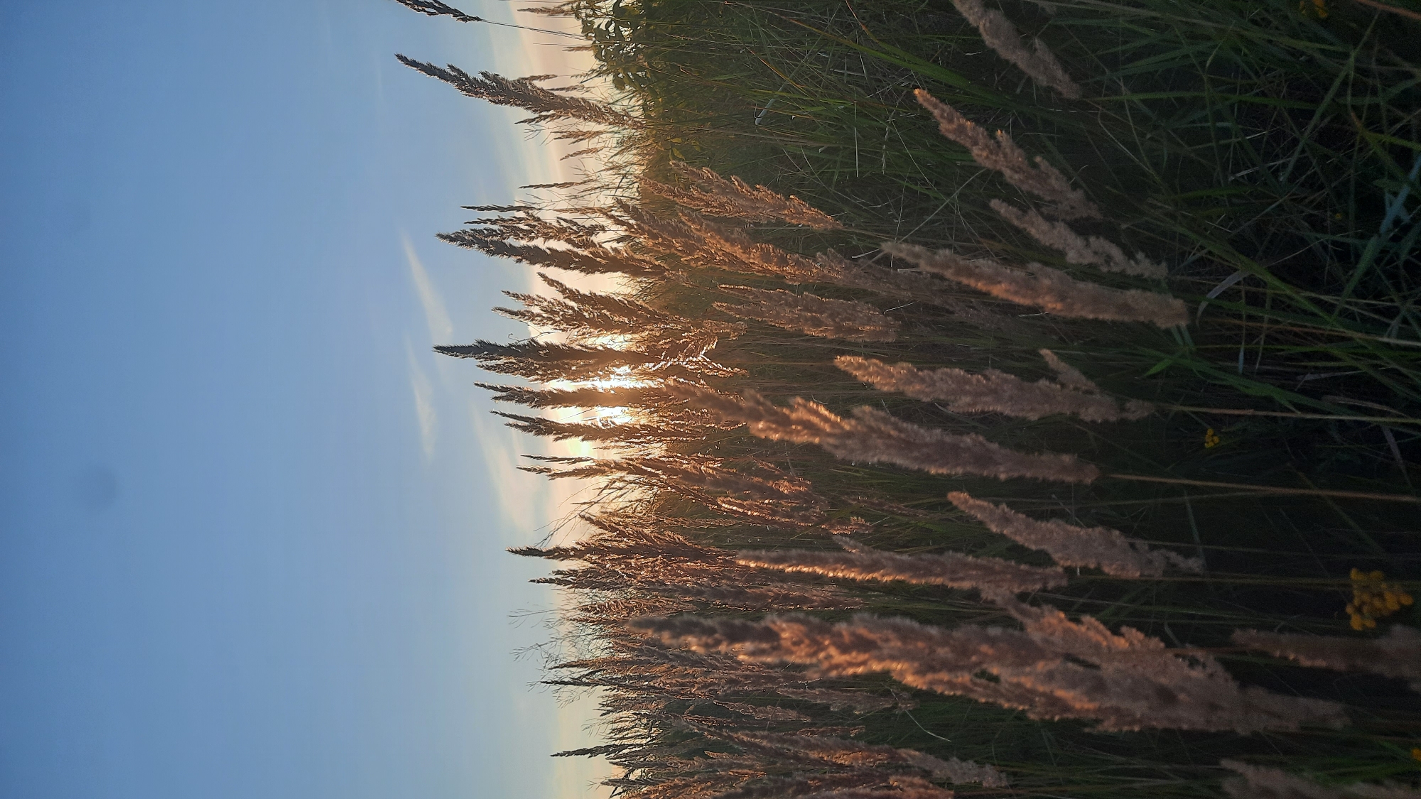 The image depicts a field of tall, feathery grass bathed in the warm, golden light of the setting sun. The sky is a clear, soft blue with a hint of pale yellow near the horizon, suggesting it is either sunrise or sunset. The sun's rays are peeking through the stalks of the grass, creating a backlit effect that highlights their texture and form. In the distance, the silhouette of more vegetation is visible, and the overall scene evokes a sense of natural tranquility. The specific location in the city of Шклоў, Belarus is not discernible from the image itself, as it is a natural landscape without identifiable landmarks. There are no people or discernible objects other than the vegetation and the sky.