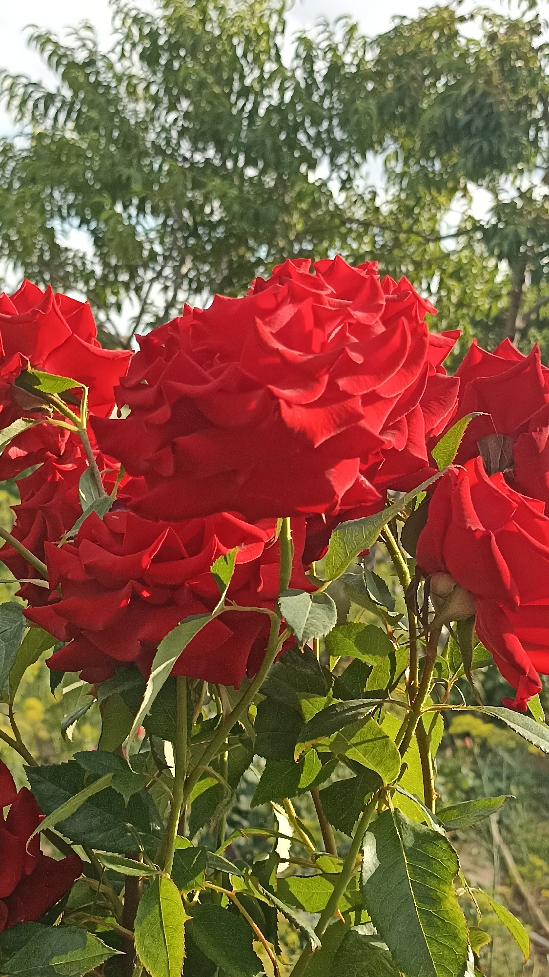 A close-up, eye-level, vertical shot captures a cluster of deep red roses in bloom, with their velvety petals unfurling in intricate layers. The roses are the primary subject, filling the majority of the frame. Their rich color is vibrant against the soft, out-of-focus green foliage and trees in the background, which suggests an outdoor setting, likely a garden. The lighting is natural and appears to be from the sun, casting soft shadows and highlighting the texture of the rose petals. The stems and leaves are a healthy green, some with a slight sheen from sunlight. The overall impression is one of natural beauty and tranquility. There are no people or animals visible in the image. The image does not provide any specific clues or context that would indicate a location in Magala, Moldova.