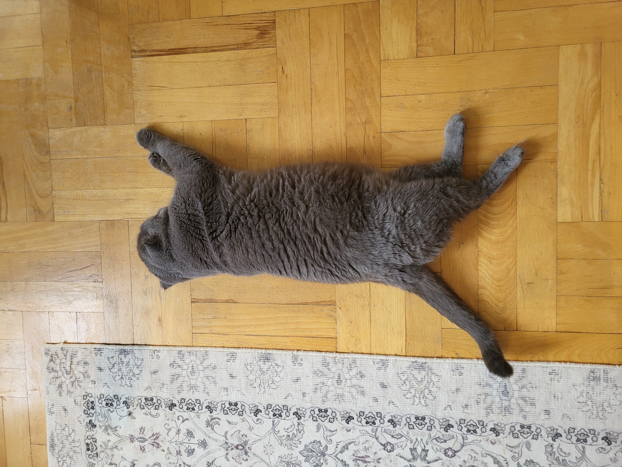 A grey cat is lying on its stomach on a wooden floor. The cat is positioned from the top left to the bottom right of the image. A rug is to the left of the cat, and its edge runs parallel to the cat's body. The cat's tail extends to the bottom left of the image. Its front right paw is extended upwards and to the right, while its front left paw is stretched out along its body. The cat's hind legs are bent and positioned towards the bottom right of the image. The wooden floor is made of light-colored planks arranged in a parquet pattern. The rug is white with a grey and purple floral pattern.