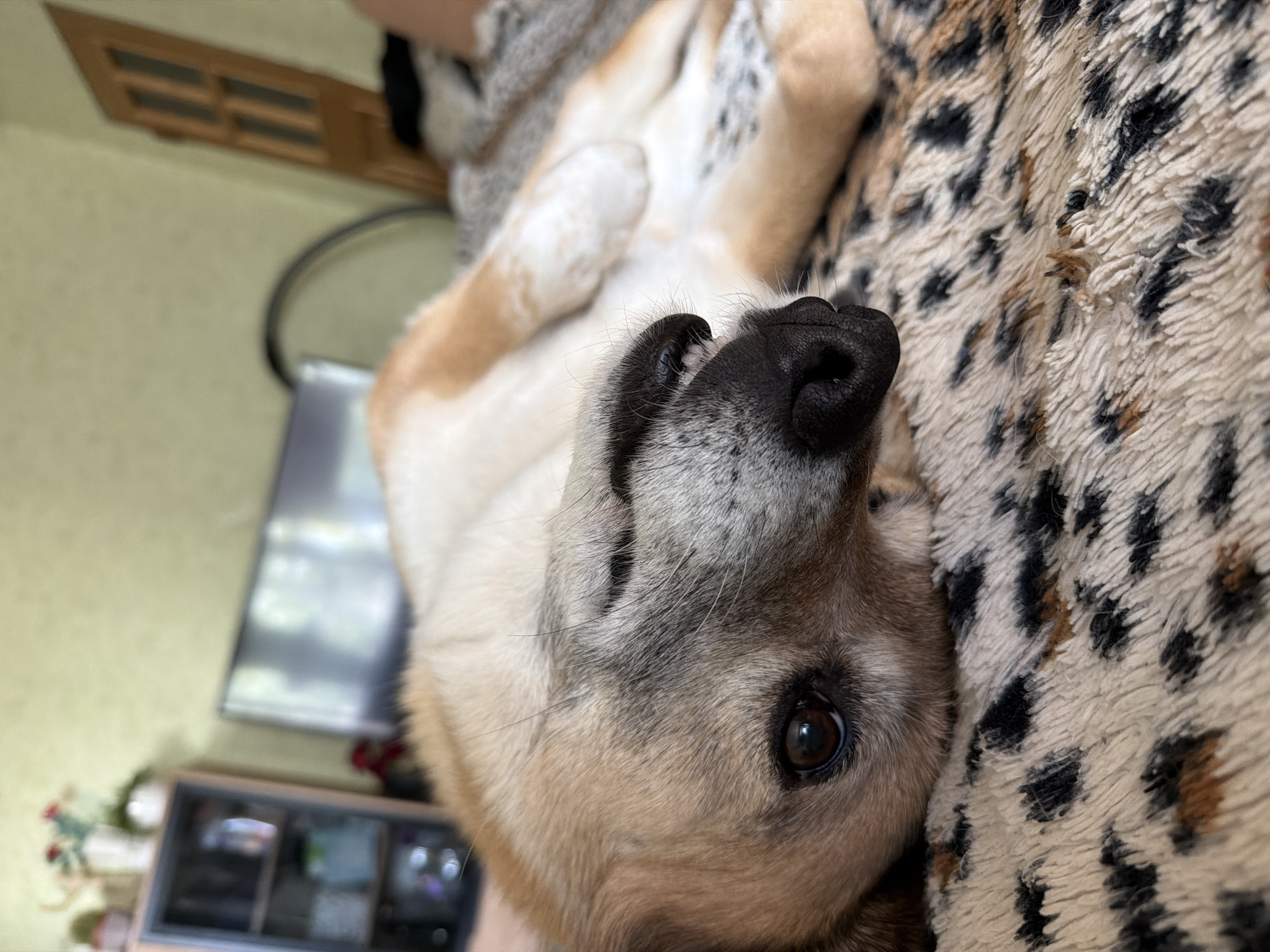 A tan and white dog is lying on its back on a leopard-print blanket. The dog's head is tilted and its eyes are partially closed, giving it a sleepy appearance. Its paws are curled up towards its chest. In the background, a blurred image of a room can be seen, with a television, a cabinet with shelves, and a door. The location is not specified in the image.