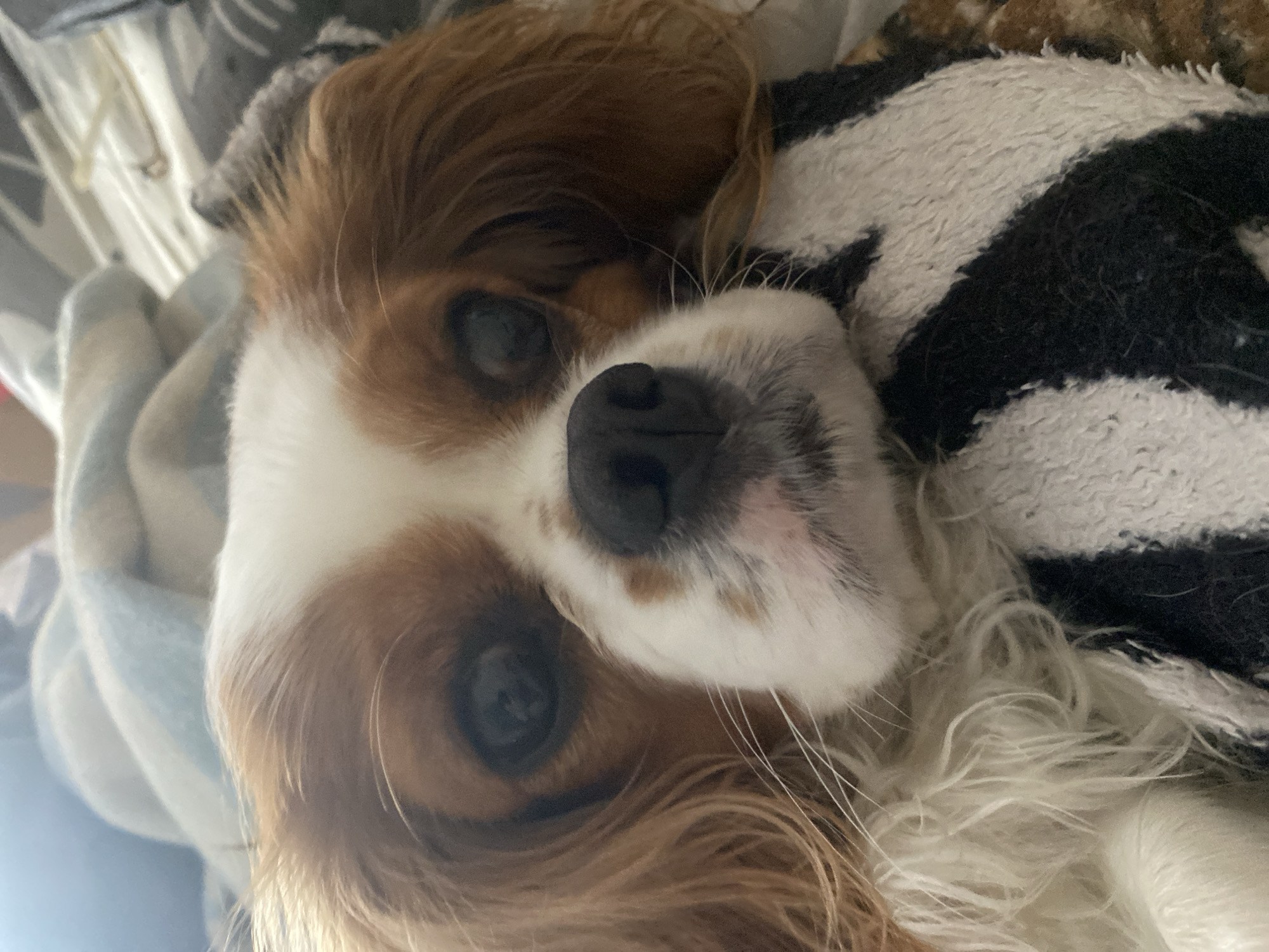 The image is a close-up, eye-level shot of a Cavalier King Charles Spaniel dog resting on a striped blanket and a lighter colored blanket. The dog's face is dominant in the frame, with its brown and white fur clearly visible. Its dark eyes are looking forward, and its black nose is prominent. The dog appears to be relaxed and comfortable. The background consists of soft, blurred blankets. The scene is domestic and appears to be indoors, possibly on a bed or sofa. The image quality is good, with sharp focus on the dog's face.