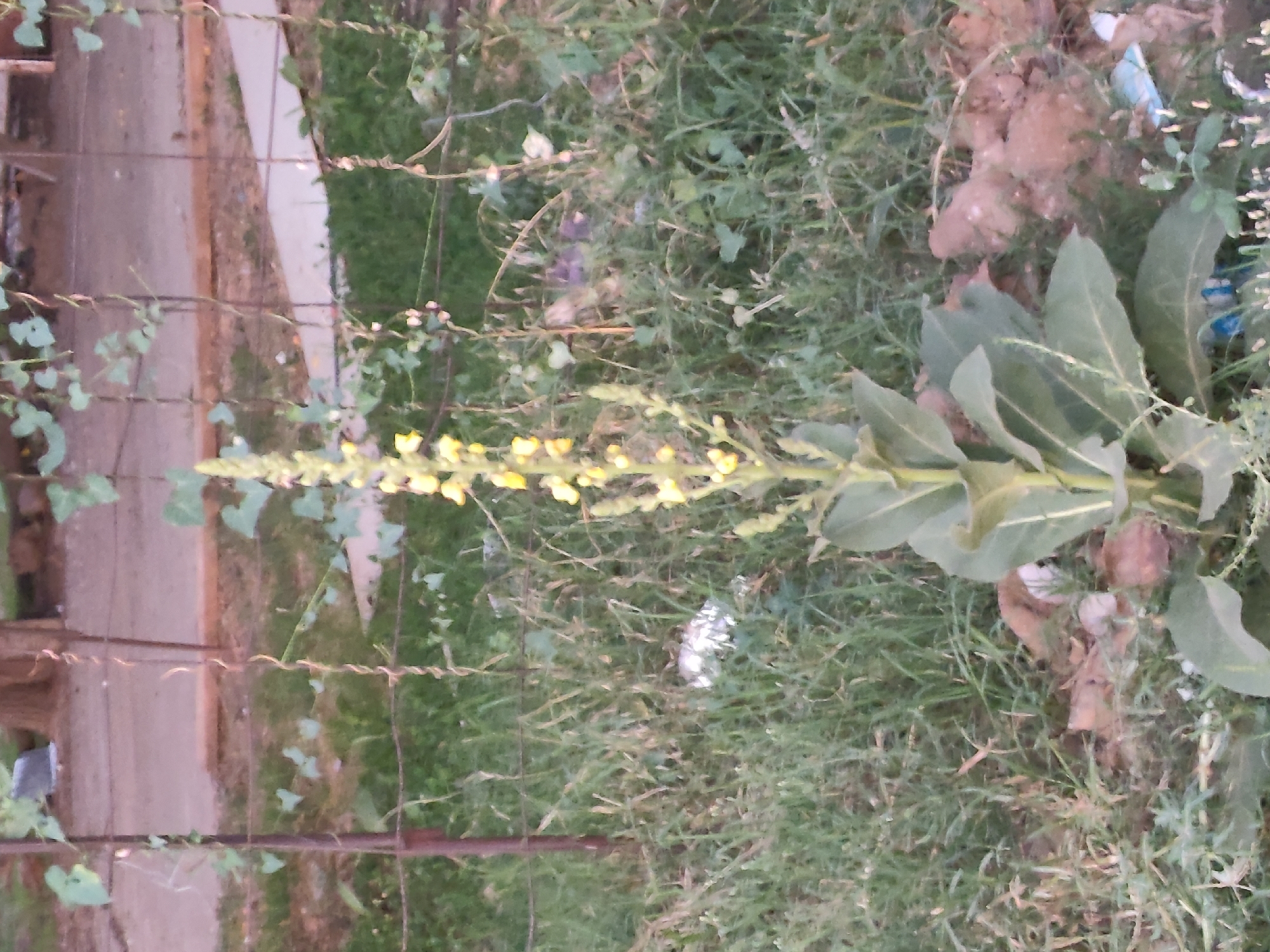 A tall, green plant with large leaves and a stalk of yellow flowers stands in the foreground. The plant is surrounded by grass, dirt, and a metal fence. In the background, there is a path and a tree. The image appears to be taken during daylight hours. The location is identified as Leninkent, Russia.