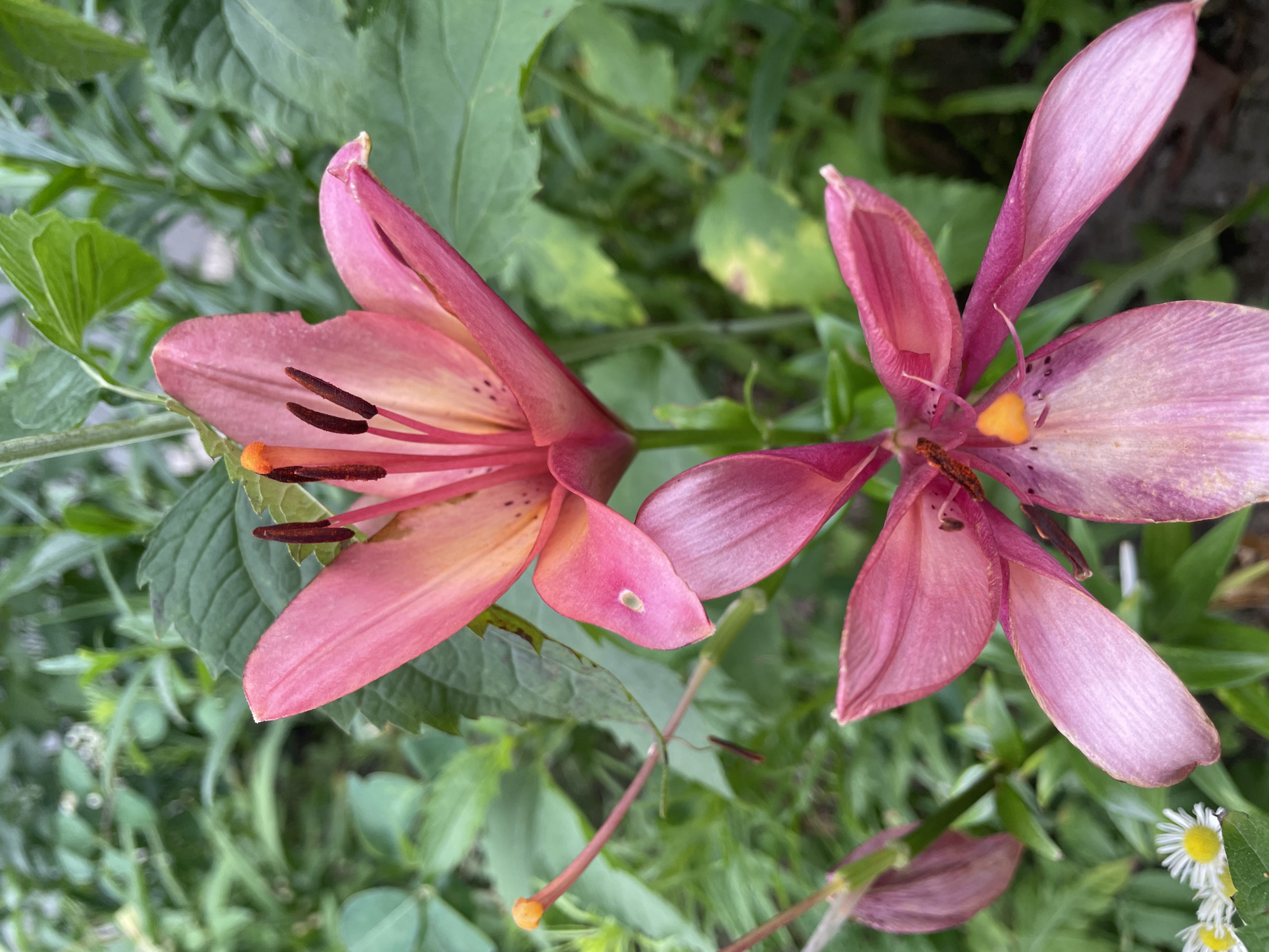 This is a close-up, eye-level photograph of two pink lilies blooming in a garden setting. The lilies are the primary focus, with their delicate petals and prominent stamens visible. The upper lily is partially open, displaying its vibrant orange stamen tips and dark brown anthers. The lower lily is more fully open, with its petals unfurled. The background consists of lush green foliage, creating a natural and serene environment. Small white flowers with yellow centers are visible in the lower left corner of the image. There is no indication of the location being in the city of Brest, Belarus, or any specific urban context. The image captures a moment of natural beauty, highlighting the intricate details of the flowers.