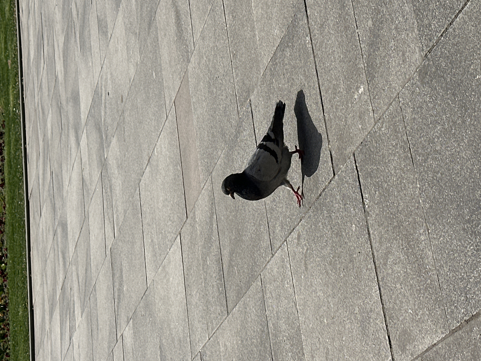 A pigeon walks on a light gray, block-paved ground, casting a sharp shadow to its right. The paving leads towards a narrow strip of green grass and foliage along the left edge of the frame. The image may be taken at ground level in an urban environment. Without additional information, determining the specific location in Sofia, Bulgaria, is not possible.