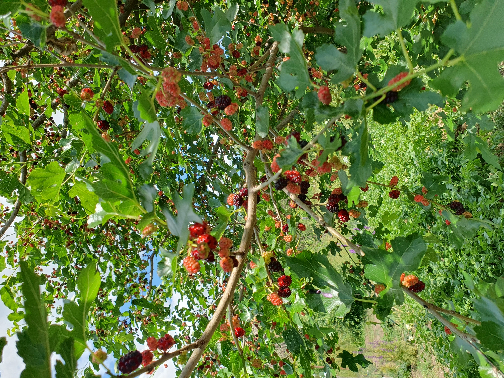 A medium shot captures a mulberry tree laden with ripe fruit, its branches overflowing with berries of varying shades of red, dark purple, and black, interspersed with green leaves. The perspective looks upward through the tree, with patches of blue sky and white clouds visible in the background. The foreground and mid-ground are filled with the dense foliage and fruit-laden branches of the mulberry tree. The background, slightly out of focus, shows a vibrant green, bushy ground cover, suggesting an outdoor environment. The image was taken in the city of Novoivanivka, Ukraine.