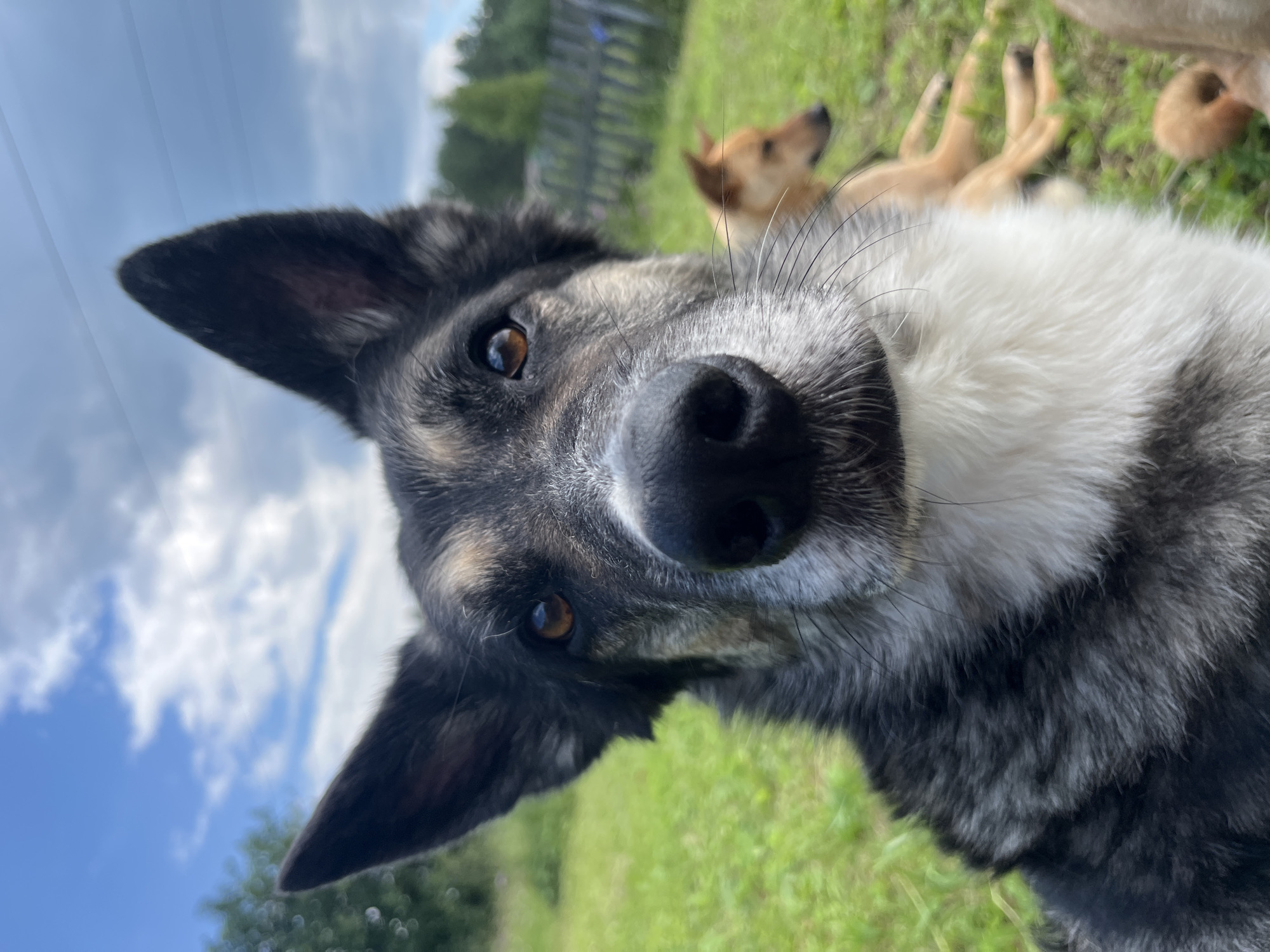 The image is a close-up, low-angle shot of a dog's face in an outdoor, grassy setting. The dog, which appears to be a German Shepherd mix with black, gray, and white fur, is looking directly at the camera. Its eyes are a warm brown, and its ears are pointed upwards. In the background, another dog, a tan-colored breed, is lying down in the grass. A wooden fence and trees are visible further in the background under a partly cloudy blue sky. The scene is likely a park or backyard in a rural or suburban area. There is no indication of the location being Nizhny Tagil, Russia.