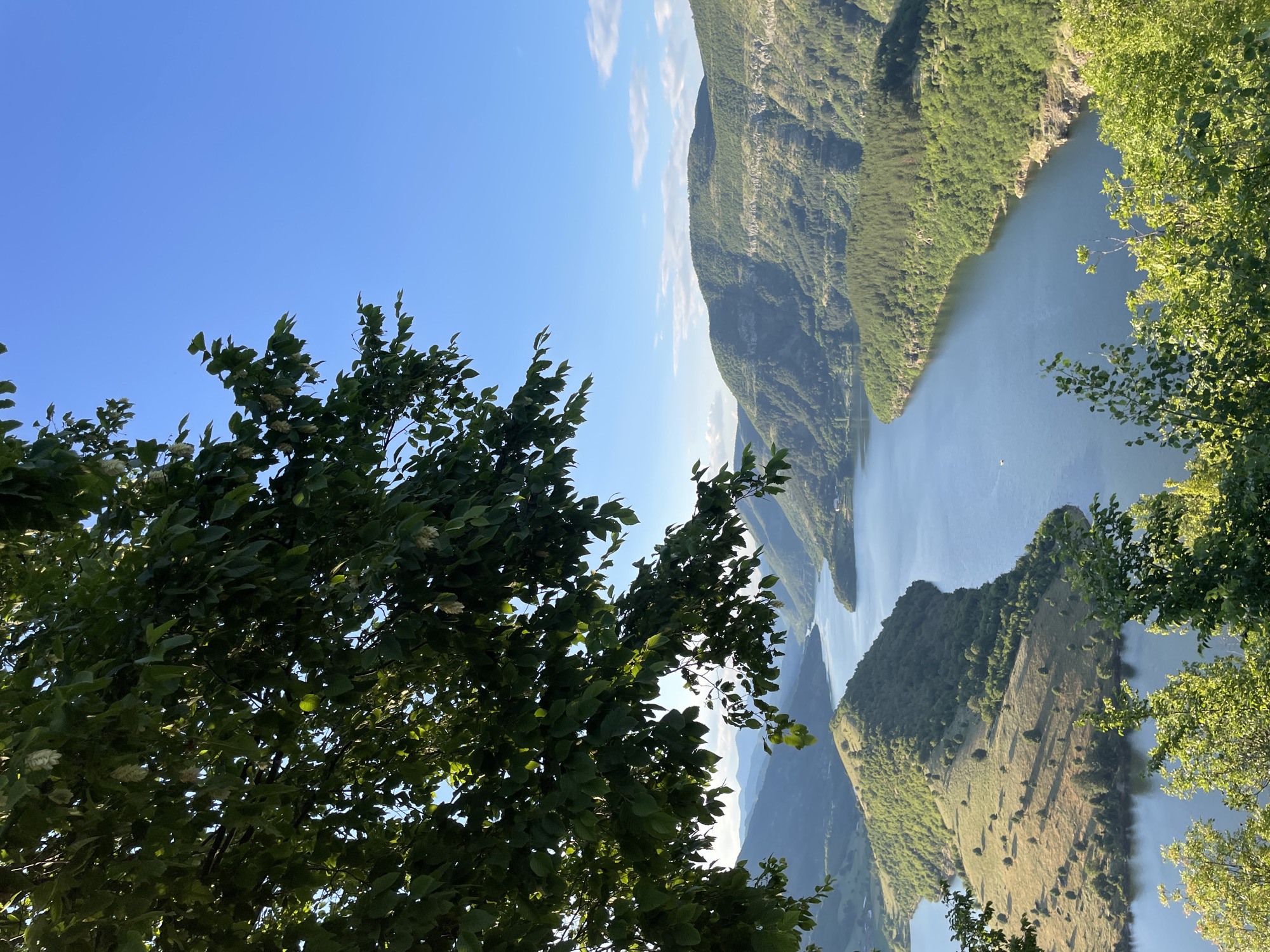 This is a landscape photograph taken in Ribartsi, Bulgaria. The image depicts a wide, calm river flowing through a valley surrounded by lush green mountains. In the foreground, the branches of a large tree with dark green leaves partially obscure the view, casting shadows. The river winds its way through the scene, with one prominent section forming a horseshoe bend around a green, grassy peninsula dotted with sparse trees. The mountains in the background are covered in dense forestation, with some rocky outcrops visible on their slopes. The sky is a clear, bright blue with a few wispy white clouds. The overall impression is one of natural beauty and tranquility. There are no people or man-made structures immediately visible, except for a tiny boat on the river in the distance.