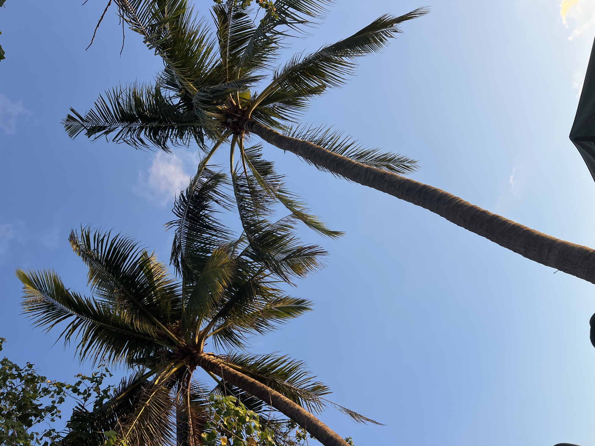 Two tall palm trees with green fronds are silhouetted against a clear blue sky. The fronds of the trees are illuminated by the sun, casting shadows. A dark, triangular object, possibly a tent or canopy, is visible at the bottom right of the image. The image appears to be taken in Kuta, Indonesia, a popular tourist destination known for its beaches and palm trees.
