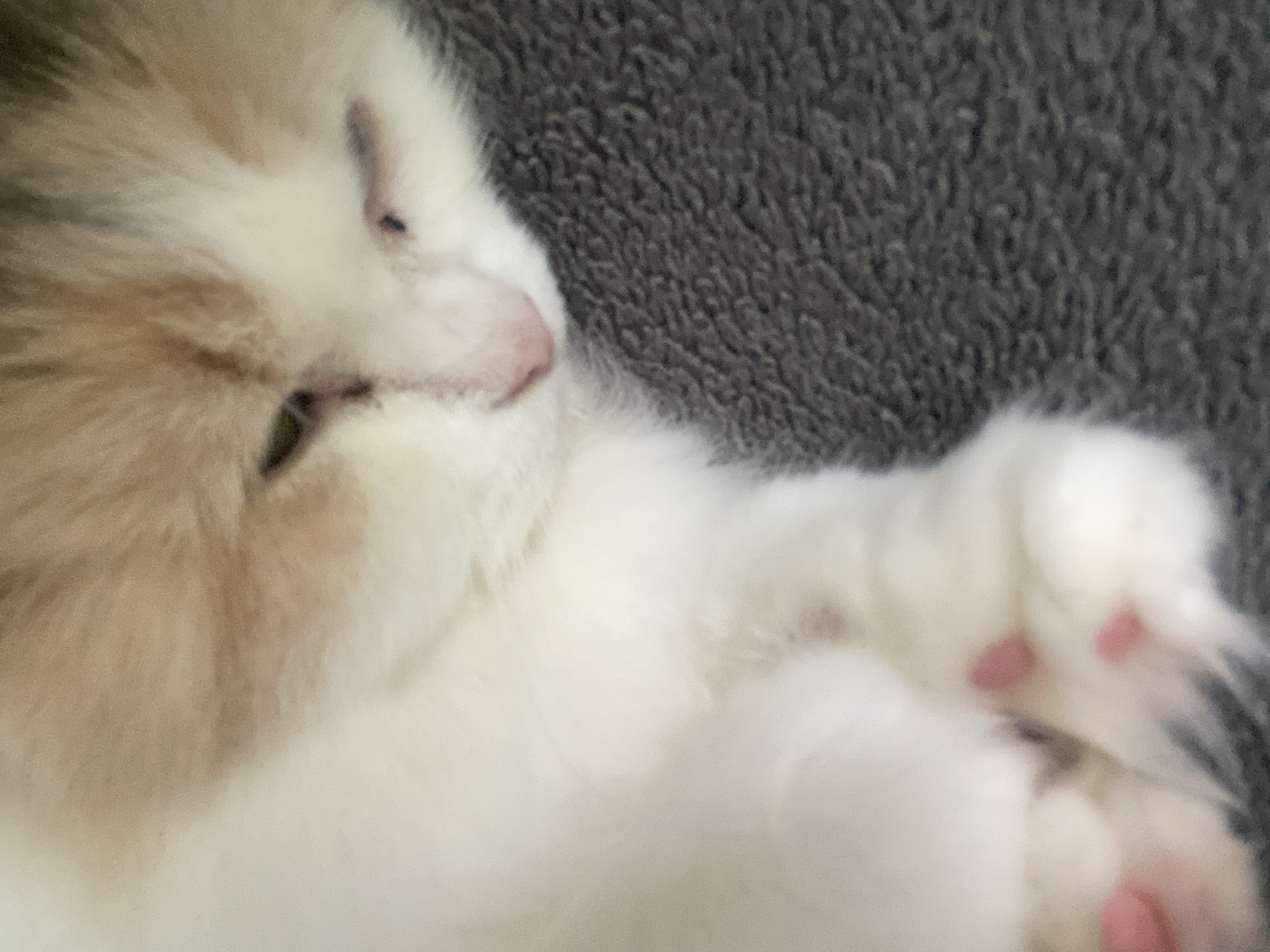 A close-up, softly-focused photograph depicts a fluffy kitten resting peacefully on a dark grey, textured blanket or similar soft surface. The kitten's fur is predominantly white with areas of light brown or tan, visible around its head and parts of its body. Its eyes appear closed or squinted, suggesting it is asleep or deeply relaxed. A small pink nose is visible on its face. The kitten's front paws are slightly curled, revealing several distinct pink paw pads or "toe beans." The image conveys a sense of calm and comfort. No specific time of day or identifiable outdoor location cues are present, indicating an indoor setting. There is no visible text.