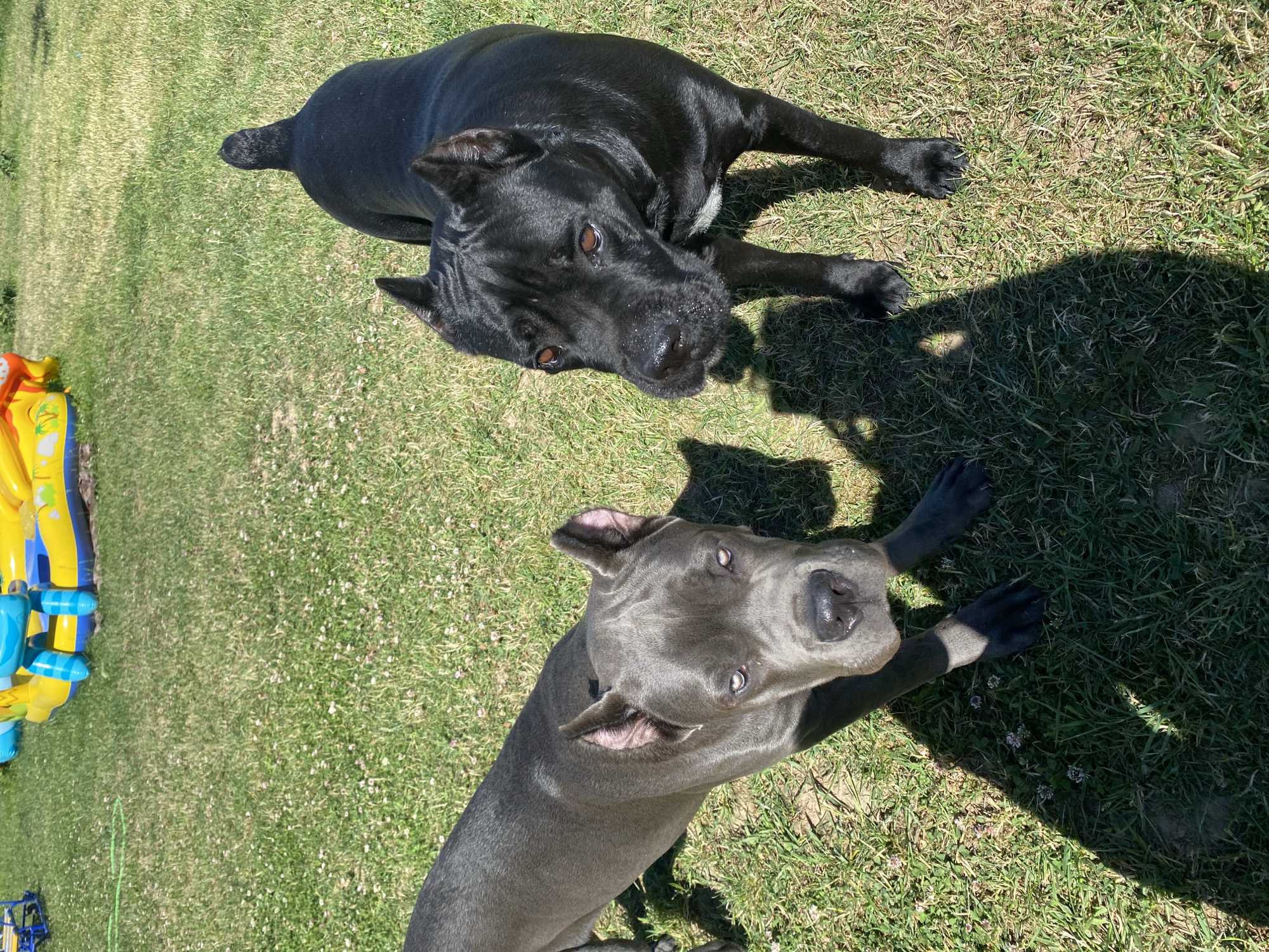Two Cane Corso dogs, one charcoal gray and one black, stand on a grassy lawn. The gray dog is on the left, facing the viewer with its body angled slightly away. The black dog is on the right, also facing the viewer with its body angled slightly away. Both dogs have cropped ears and appear to be alert. In the background, an inflatable water slide is visible on the lawn. The scene appears to be a residential backyard on a sunny day.