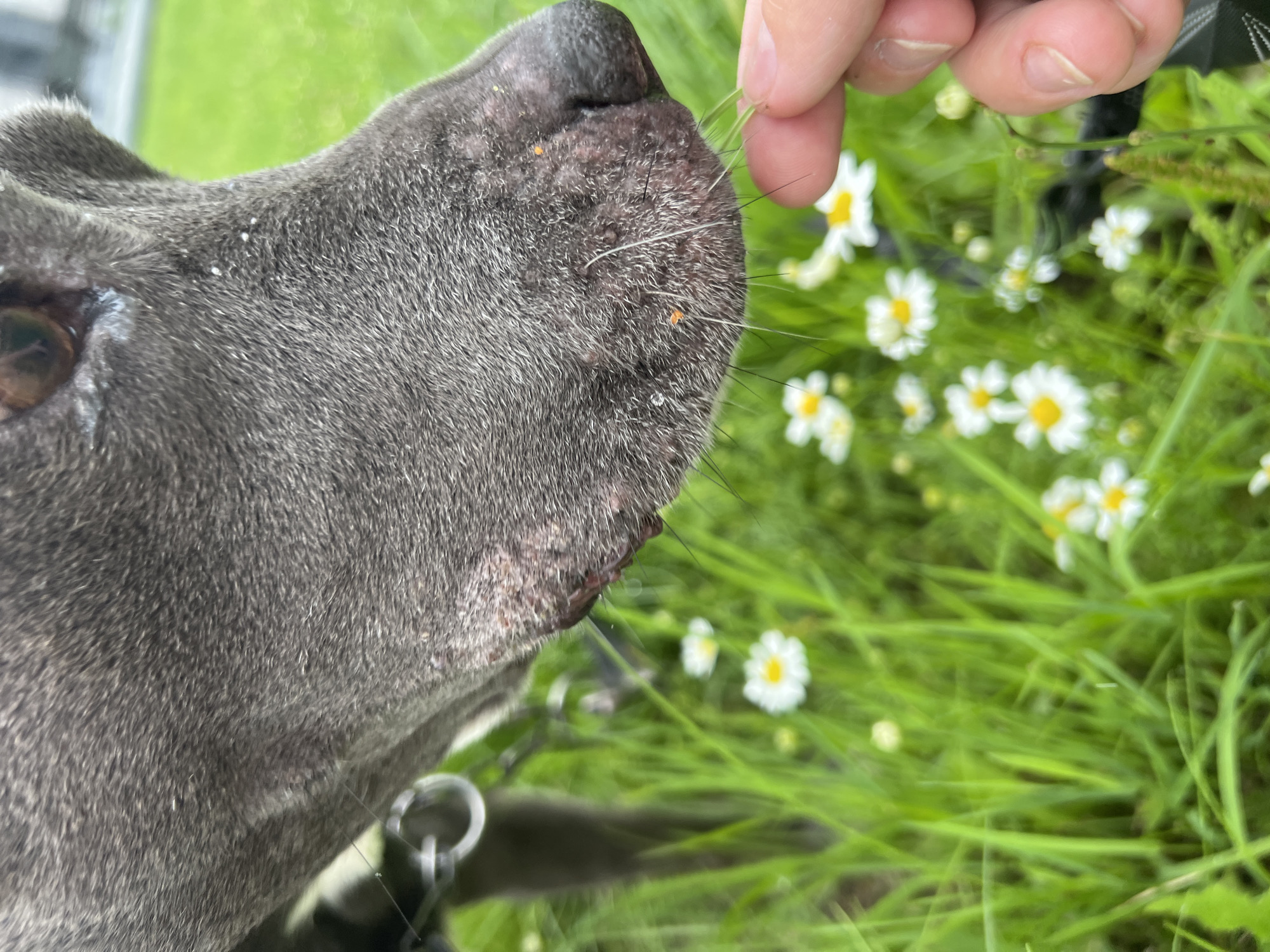 A close-up, eye-level shot focuses on the muzzle of a dark gray dog. The dog's nose is wet and slightly dry in places, with several small orange specks visible on its fur. The dog's whiskers are prominent. A human hand, with fingernails visible, is reaching out and touching the dog's muzzle with a blade of grass. In the background, out of focus, is a green grassy field dotted with small white daisies. The image does not contain any elements that would indicate a specific location in Blagoveshchensk, Russia.