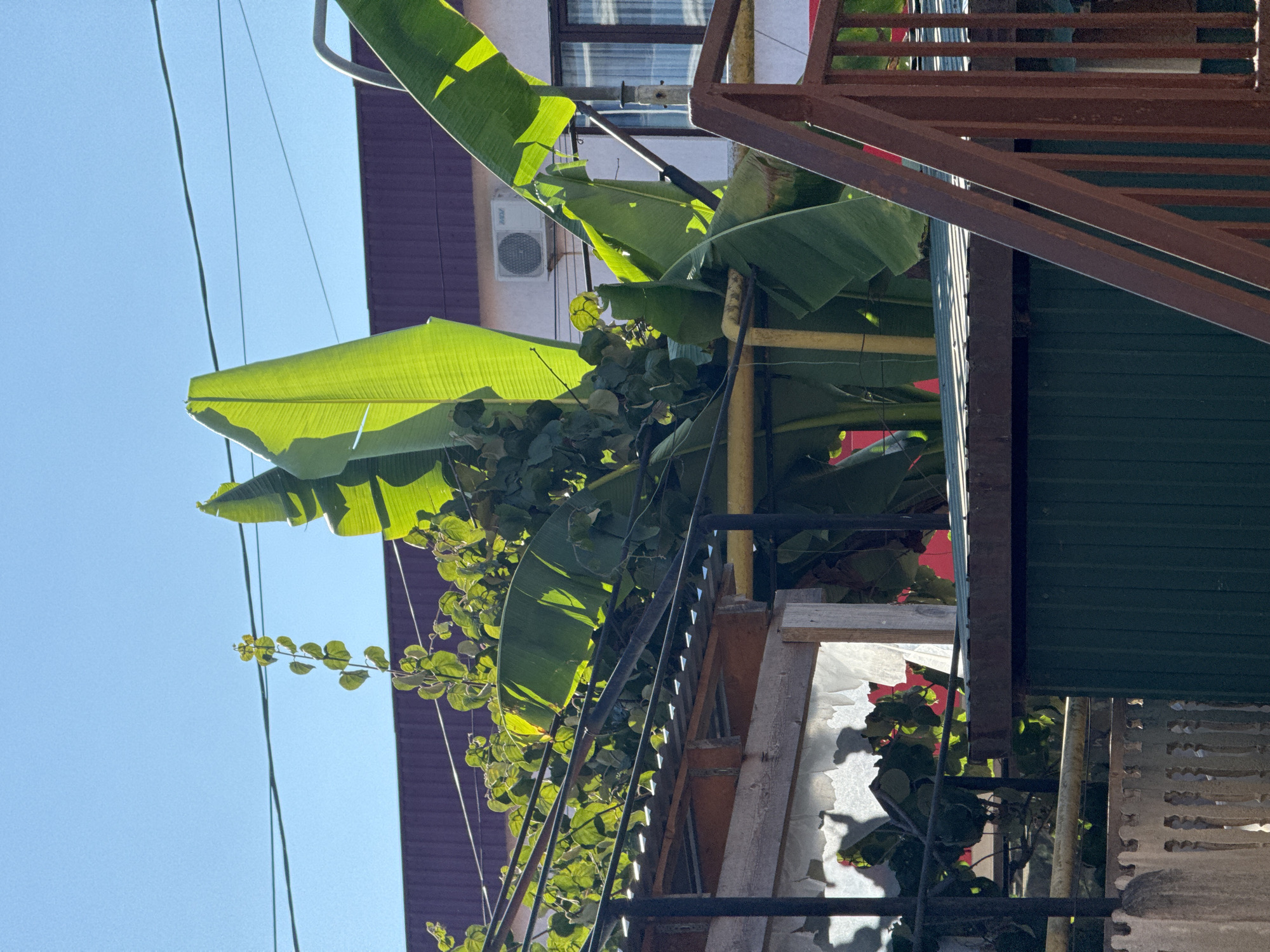 The image depicts an outdoor scene with large green banana leaves prominent in the foreground, silhouetted against a clear blue sky. Several electrical wires run diagonally across the frame. In the background, a building with a purple-colored facade is visible, with an air conditioning unit mounted on its exterior wall. A metal railing, appearing rusty brown, runs along the top right of the image. Below the banana leaves, there is a tangle of green vines with small leaves. Part of a green corrugated metal roof is also visible. The scene suggests a sunny day, possibly in the late morning or early afternoon, given the bright sunlight casting shadows and illuminating the leaves. The presence of the building with an AC unit, the tropical-looking banana plants, and the sky indicate a warm climate. The location is identified as Sochi, Russia, which is consistent with its subtropical climate. There is no visible text in the image. The overall impression is one of lush vegetation and everyday infrastructure in a bright, outdoor setting.
