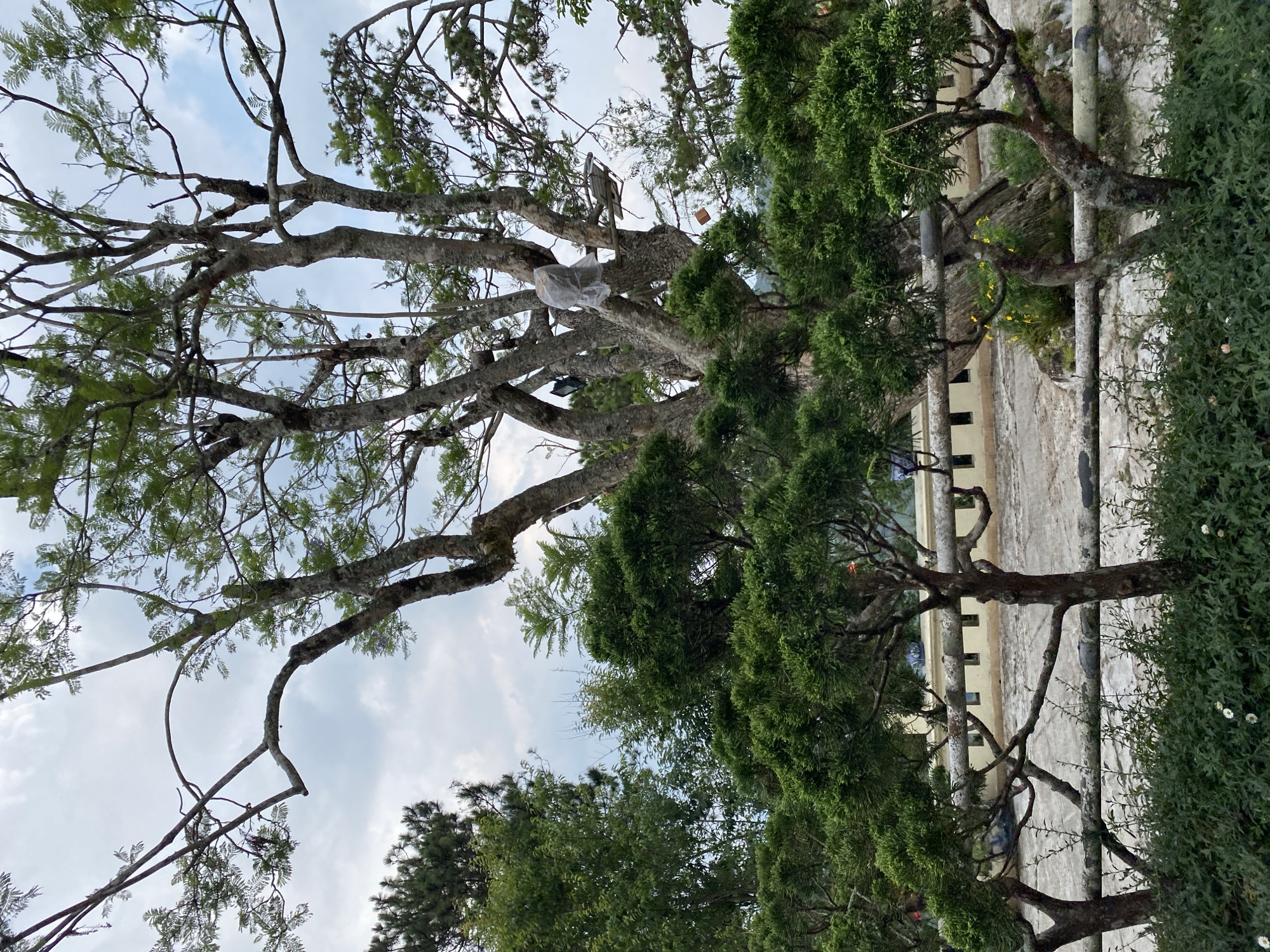 The image captures an outdoor scene in Da Lat, Vietnam, viewed from a low angle, looking upwards through a canopy of trees towards a bright, partly cloudy sky.
The central focus is a large tree with thick, gnarled branches, many of which are bare, forming an intricate network against the sky. Some clusters of small green leaves are visible, and parts of the branches are covered in moss. Notably, a white plastic bag and a piece of wood or a small wooden frame are caught in the upper branches of this tree. A small, black light fixture is also visible attached to one of the lower branches. To the right, a densely foliated evergreen tree with dark green, almost scale-like leaves stands tall, creating a stark contrast with the other tree's more open structure. Other trees with lighter green foliage appear in the background.
Below the dense tree cover, man-made structures are visible. These include a light-colored building or concrete wall with several small rectangular openings or windows. In front of this, several gray poles, possibly utility poles or fence posts, ascend from the ground. At the bottom right, a thick, green hedge or shrubbery dotted with small white flowers adds texture to the scene. Some yellow flowers or plants can also be seen near the base of the building.
The bright sky with scattered clouds indicates daytime. There are no people or visible text in the static scene, which blends natural elements with aspects of a built environment.