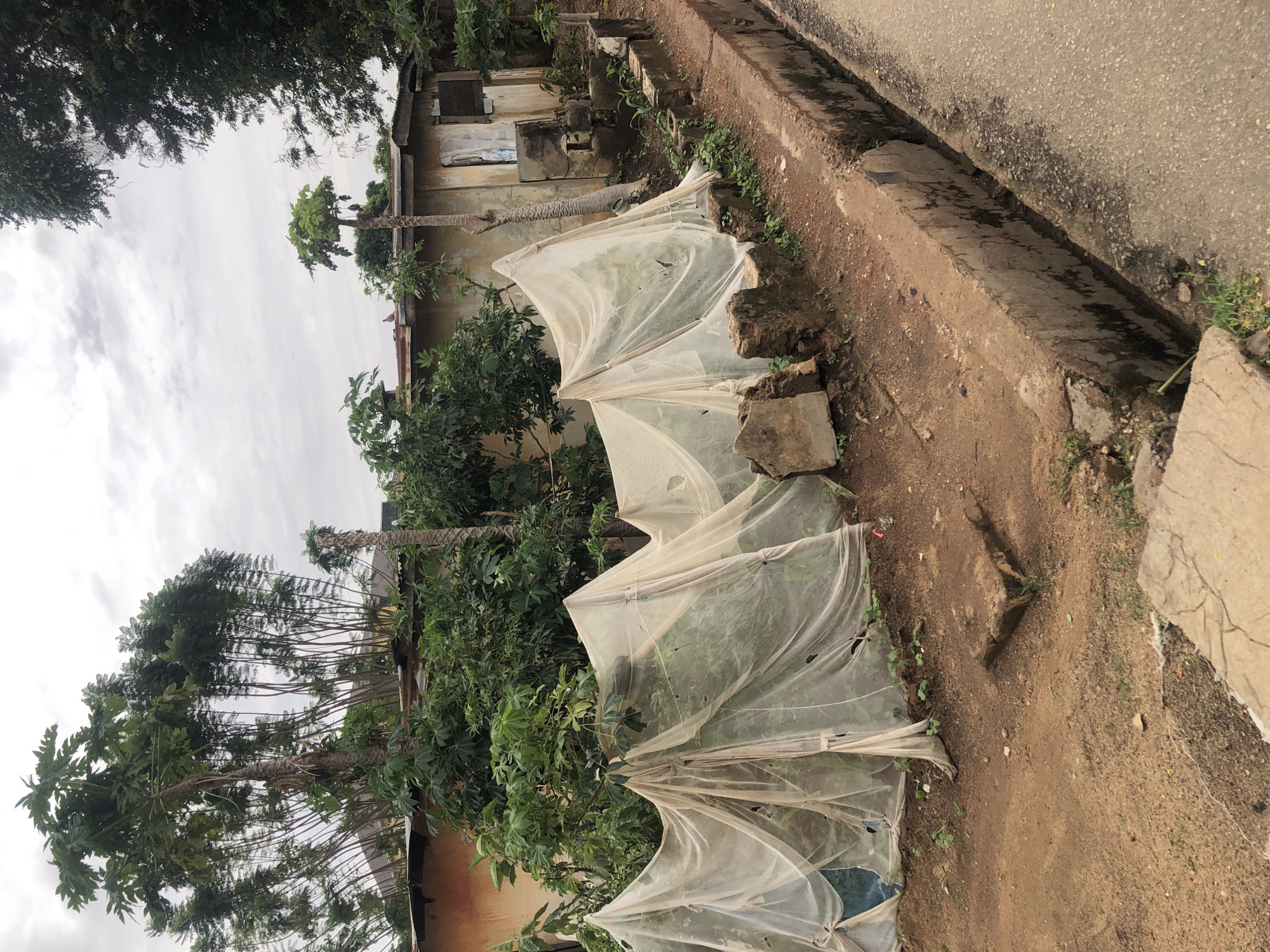 This media file depicts an outdoor scene with a focus on a garden area adjacent to a road. The subjects include lush green vegetation, including trees with large leaves and palm-like trees, some of which are covered with white netting. The netting appears to be protecting the plants, possibly from insects or adverse weather. In the background, there is a weathered building with a simple facade, suggesting a rural or less developed area. The ground is a mix of soil and some paved or concrete surfaces, including a drainage ditch along the roadside.
The scene is captured on an overcast day, with a bright but diffused sky. There are no people visible in the image, and the activity taking place is implied to be gardening or plant cultivation. Notable details include the textures of the rough building materials, the delicate netting over the plants, and the gritty texture of the road and soil. The overall impression is one of a functional, perhaps rustic, garden space situated in a somewhat neglected environment. There is no visible text in the image.
