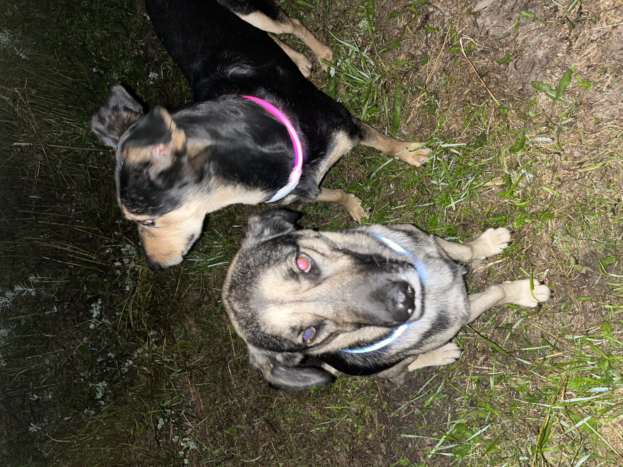 Two dogs, a medium-sized one in the foreground and a larger one in the background, are standing on a patch of grass at night. The foreground dog, with a tan and grey coat, is looking directly at the camera. It is wearing a blue LED collar. The background dog, with a black and tan coat, is looking to the left and wearing a pink LED collar. The environment appears to be a park or a natural area, with dry grass and some vegetation visible. The lighting suggests artificial light sources are present, possibly from the LED collars or external illumination. There is no indication of the location being in Nizhny Tagil, Russia.