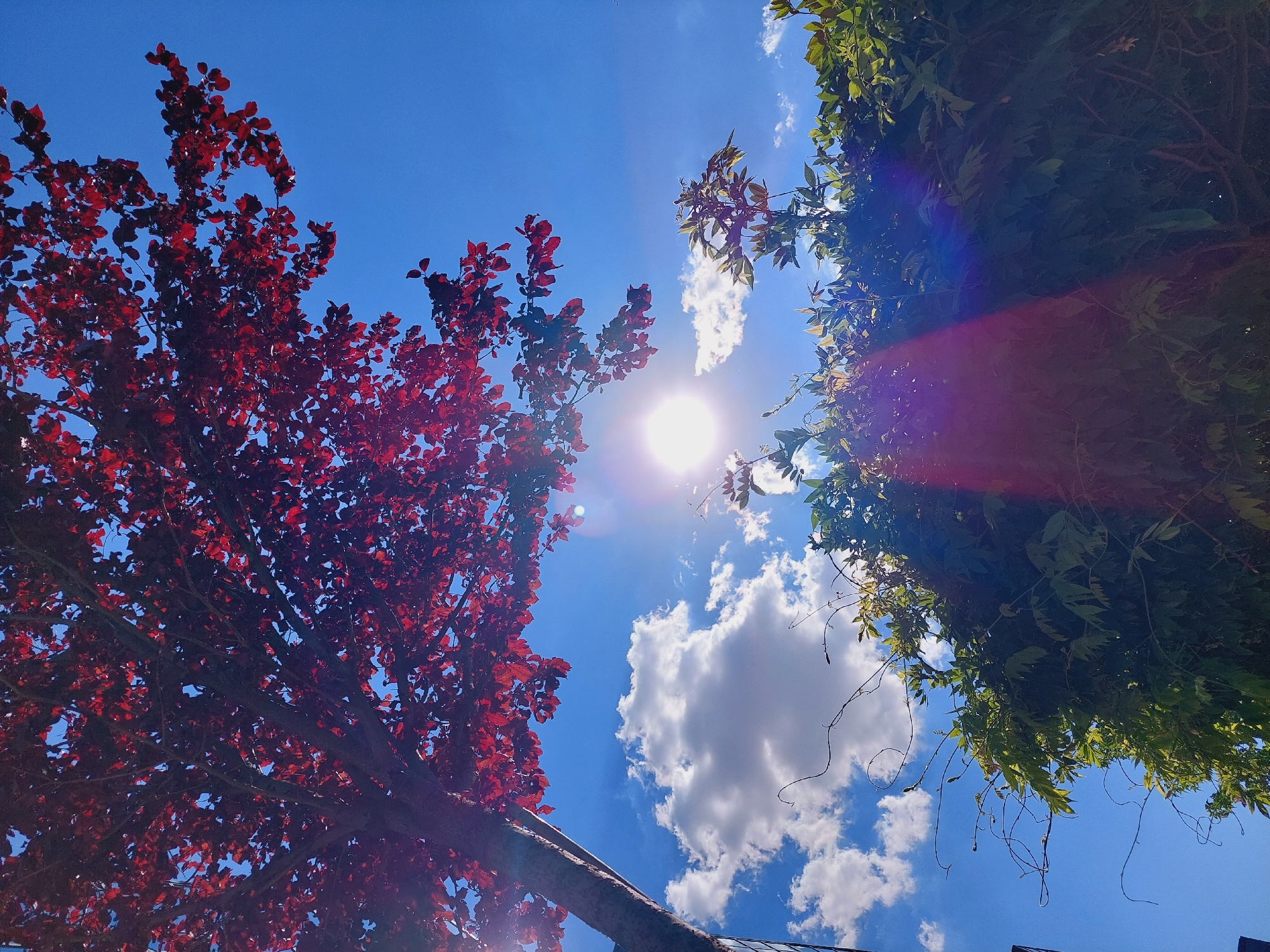 This is a low-angle, outdoor, daytime photograph of a tree with red leaves and a green hedge against a bright blue sky. The sun is visible as a bright, hazy orb in the upper center of the frame, with visible lens flare creating streaks of light. There are scattered white clouds in the sky. The red-leaved tree occupies the upper left quadrant, with its branches and leaves silhouetted against the sky. The green hedge fills the bottom right half of the image, with some of its leaves illuminated by the sunlight. The image appears to be taken in a residential or park setting, possibly in the city of Unknown, Unknown.