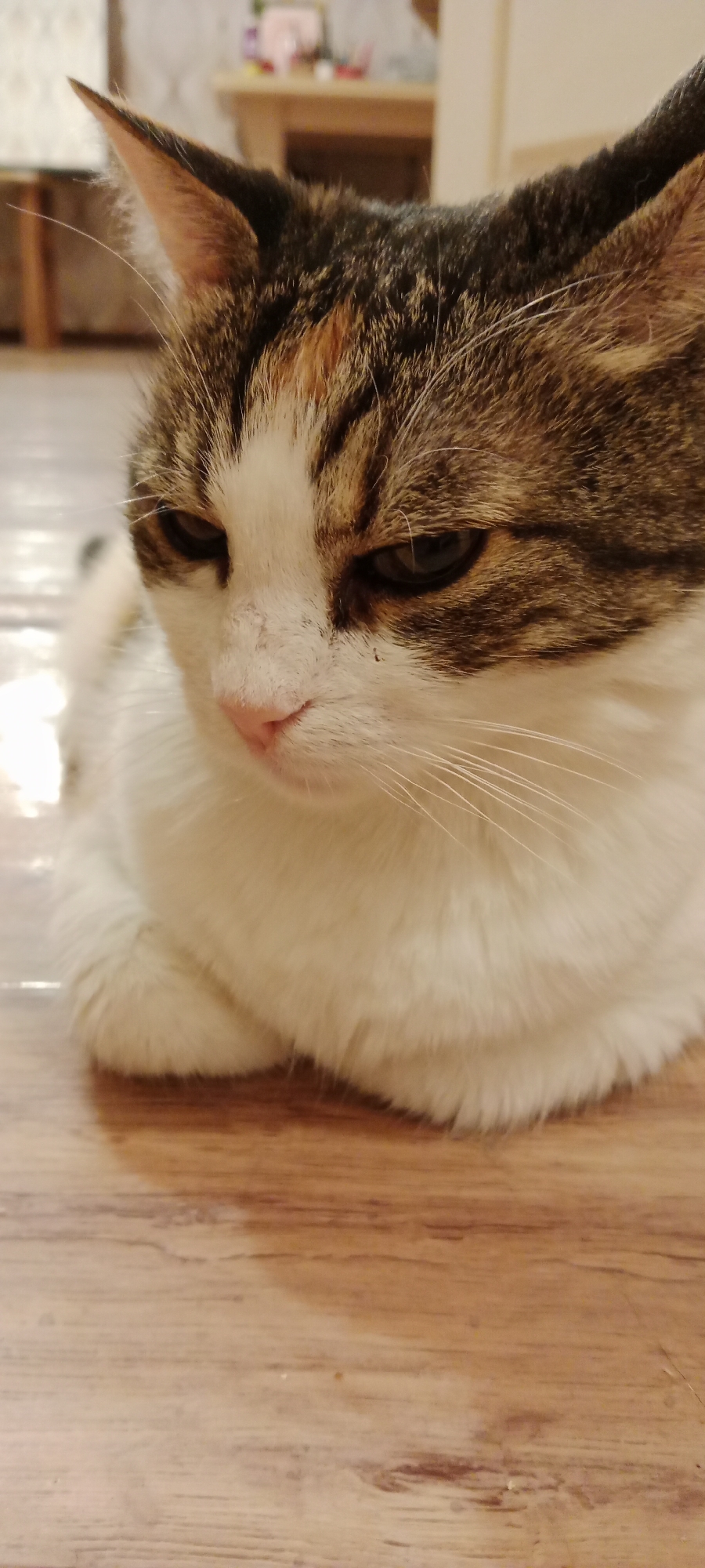 A close-up, vertical, eye-level, indoor shot shows the head and front of a domestic cat resting on a wooden floor. The cat is a tortoiseshell and white tabby with brown, black, and orange markings on its head and back, and a white chest and face. Its eyes are partially closed and it is looking downwards. Its pink nose is visible. The background is blurred, showing what appears to be furniture and possibly a wall. The wooden floor has a grain pattern and reflects some light. There are no people present in the image. The location is not specified in Novorossiysk, Russia, or anywhere else.