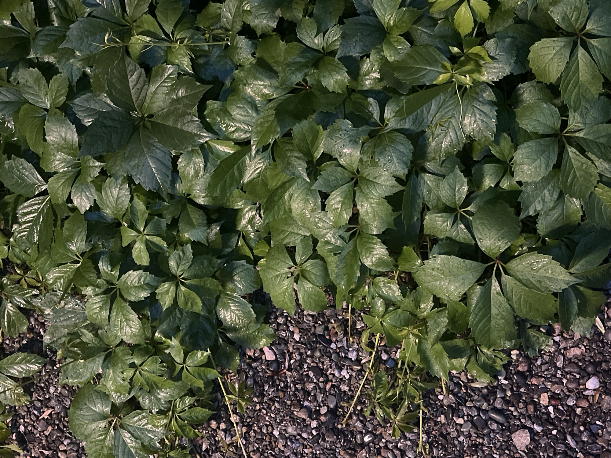 The image shows a ground-level view of green ivy leaves, some with water droplets, growing partially over a gravel path. The gravel consists of small, dark gray, brown, and occasional lighter colored stones. The ivy is lush and dense, with some leaves appearing glossy, suggesting they are wet. The scene is outdoors, and the lighting suggests it might be overcast or late in the day. The image does not provide any specific clues about its location within the city of Ust-Sema, Russia, beyond the general description of a natural or landscaped outdoor area. There are no people or discernible actions taking place.