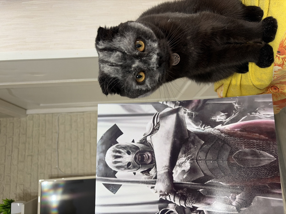The image displays an indoor residential scene in Chaikovsky, Russia, featuring a domestic cat positioned adjacent to a printed image of a fictional character. To the right, a Scottish Fold cat, characterized by its dark fur, mottled light-grey facial and head markings, and amber eyes, is seated on a yellow fabric surface with an indistinct pattern. The cat wears a light-colored collar fitted with a circular tag bearing the Cyrillic inscription "КОКОС". To the cat's left, a vertical print depicts an Uruk-hai warrior from *The Lord of the Rings* franchise, attired in grey metallic and chainmail armor with visible red fabric elements, holding a dark polearm, and wearing a helmet with vertical ridges over an open, toothed mouth. The background on the left consists of a light-colored brick-patterned wall, above which a white shelf supports a small green artificial plant and a reflective screen. To the right, a light-colored door and a plain wall section are visible. The cat faces directly towards the camera, remaining stationary.