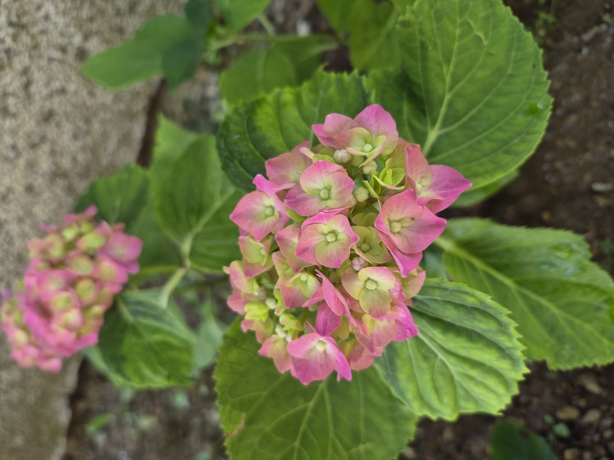 A close-up, eye-level shot captures a cluster of pink and light green hydrangeas in the foreground, with their vibrant petals unfurling. The blossoms are surrounded by lush, green leaves, some of which show a slightly serrated edge. In the background, a muted gray, rough-textured wall is visible, suggesting an outdoor setting. The ground beneath the plant appears to be dark soil, interspersed with small stones and pebbles. The overall scene is one of natural beauty, with the flowers and foliage taking center stage. The photograph was taken in the city of Indzhe Voyvoda, Bulgaria.