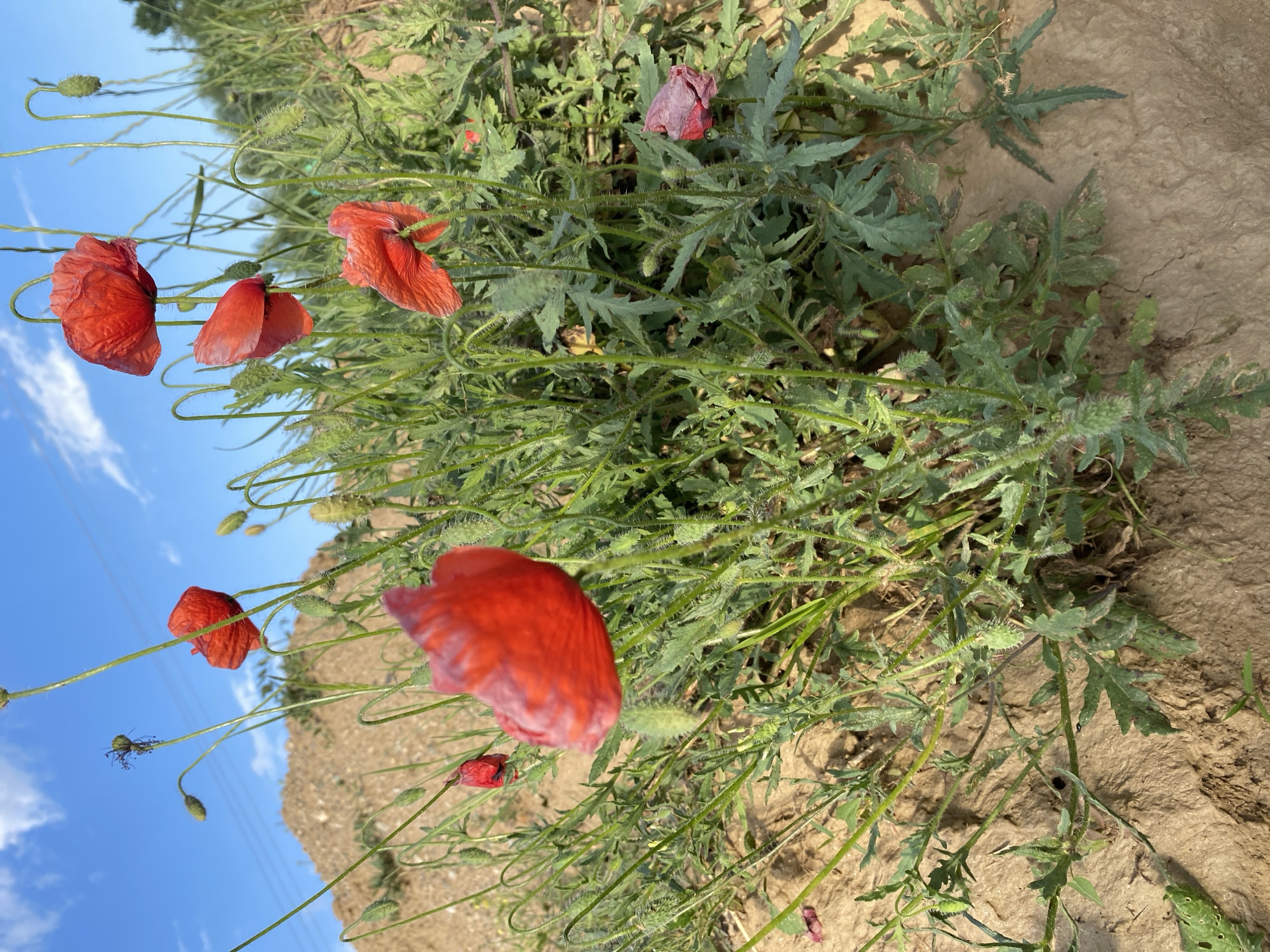 The image depicts a field of wild red poppies and associated herbaceous vegetation under a clear blue sky, situated in Belo Pole, Bulgaria. The foreground and midground are dominated by several red poppy flowers (Papaver rhoeas), with varying stages of development.
At the center-right, two fully bloomed red poppies are visible, their delicate petals vibrant. Above them, a single poppy is also fully open. Towards the lower center, a large, out-of-focus red poppy fills part of the frame, indicating a close-up, low-angle perspective. To its left, another smaller, slightly out-of-focus red poppy is present. Further to the right, a single poppy appears to be wilting, its petals a duller purplish-red. Numerous green poppy buds, some still covered by their hairy sepals, and elongated seed pods on slender, hairy stems are scattered throughout the greenery.
The plants exhibit characteristic hairy stems and deeply lobed, often hairy, green leaves. The ground beneath the vegetation is predominantly dry, light brown soil or dirt, with some visible cracks and uneven texture.
In the background, to the left, a large mound or hill of earth, possibly disturbed soil from construction or excavation, rises under the horizon. Above this, the sky is a bright clear blue with scattered white cumulus clouds. Faint power lines are discernible stretching across the upper left portion of the sky, indicating proximity to infrastructure. The overall impression is that of a natural wild growth thriving on disturbed land on a bright, sunny day. No people or animals are visible.