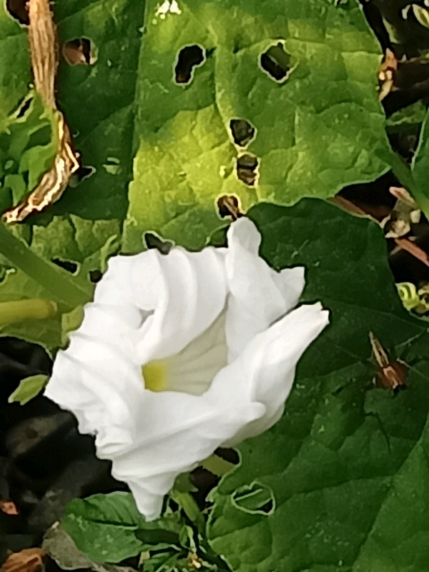 This media file is a close-up, overhead shot of a white flower in bloom, set against a backdrop of large, green leaves. The flower is the central subject, with its delicate white petals unfurling in a spiral. A hint of yellow is visible at the center of the bloom. The leaves surrounding the flower are a vibrant green, with some showing signs of damage, such as small holes and chewed edges. A dry, brown stem or vine is visible in the upper left corner, adding a contrasting texture and color to the scene. In the lower right of the image, a small spider with brown and white markings is perched on a leaf, adding a touch of wildlife to the natural setting. The lighting suggests it is daytime, and the overall impression is one of a garden or natural environment. There is no visible text in the image. The scene is peaceful and focuses on the intricate details of the flora and the small spider. The location context is Karangtalun, Indonesia.