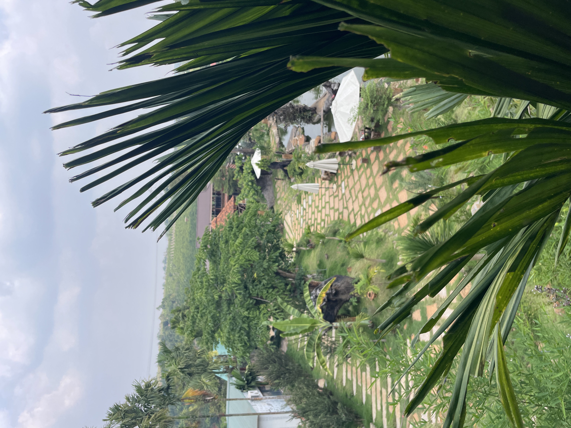 The image displays a serene, landscaped garden or resort area, framed by lush tropical foliage, under an overcast sky. In the foreground, large, dark green palm fronds partially obscure the view from the top and right, lending a tropical feel to the scene.
The midground features a winding path constructed from light-colored, irregularly shaped stone slabs set into a vibrant green lawn. Several white patio umbrellas are strategically placed across the grass, hinting at outdoor seating arrangements, though no tables or chairs are distinctly visible beneath them. The garden is rich with diverse plant life, including various trees, shrubs, and what appears to be banana plants. A dark, possibly ornamental rock feature or sculpture adds to the naturalistic design. Further into the background, a body of water, likely a pond or small lake, is visible, bordered by rocks and dense greenery.
In the distance, obscured by haze and vegetation, are buildings with reddish-brown tiled roofs and light-colored walls, nestled among more trees. The sky is uniformly light gray and cloudy, indicating an overcast day with diffused sunlight.
No people are visible, and no specific activity is taking place, conveying a sense of tranquility and peacefulness. There is no visible text in the image. The setting's lushness and tropical plants are consistent with the provided location context of Chư Sê, Vietnam.