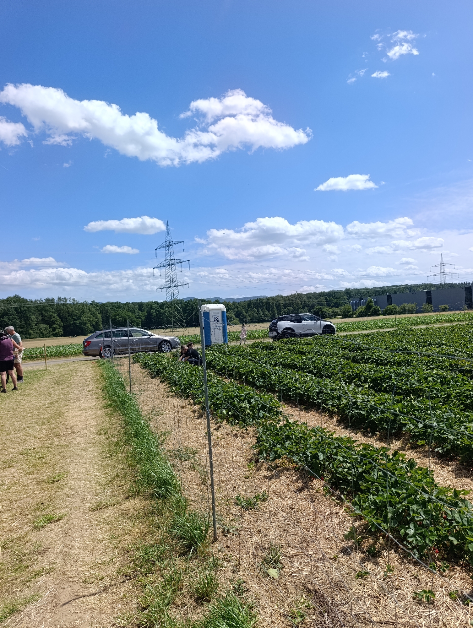 This is an outdoor, full-shot photograph taken on a bright, sunny day. The scene is a strawberry field located in Reutlingen, Germany. Rows of lush green strawberry plants are visible, covered in straw mulch. A wire fence runs along the rows of plants. In the foreground, to the left, is a dry, grassy path. Several people are present in the scene. Two individuals are standing near the path, with one appearing to be holding something. Further into the field, a few more people are tending to the strawberry plants. Two cars are parked near the field, and a portable toilet is situated next to a power pylon in the background. The sky is a vibrant blue with scattered white clouds. In the distance, a treeline and a series of industrial buildings with large cooling towers are visible. A high-voltage electricity pylon is also prominent in the background.