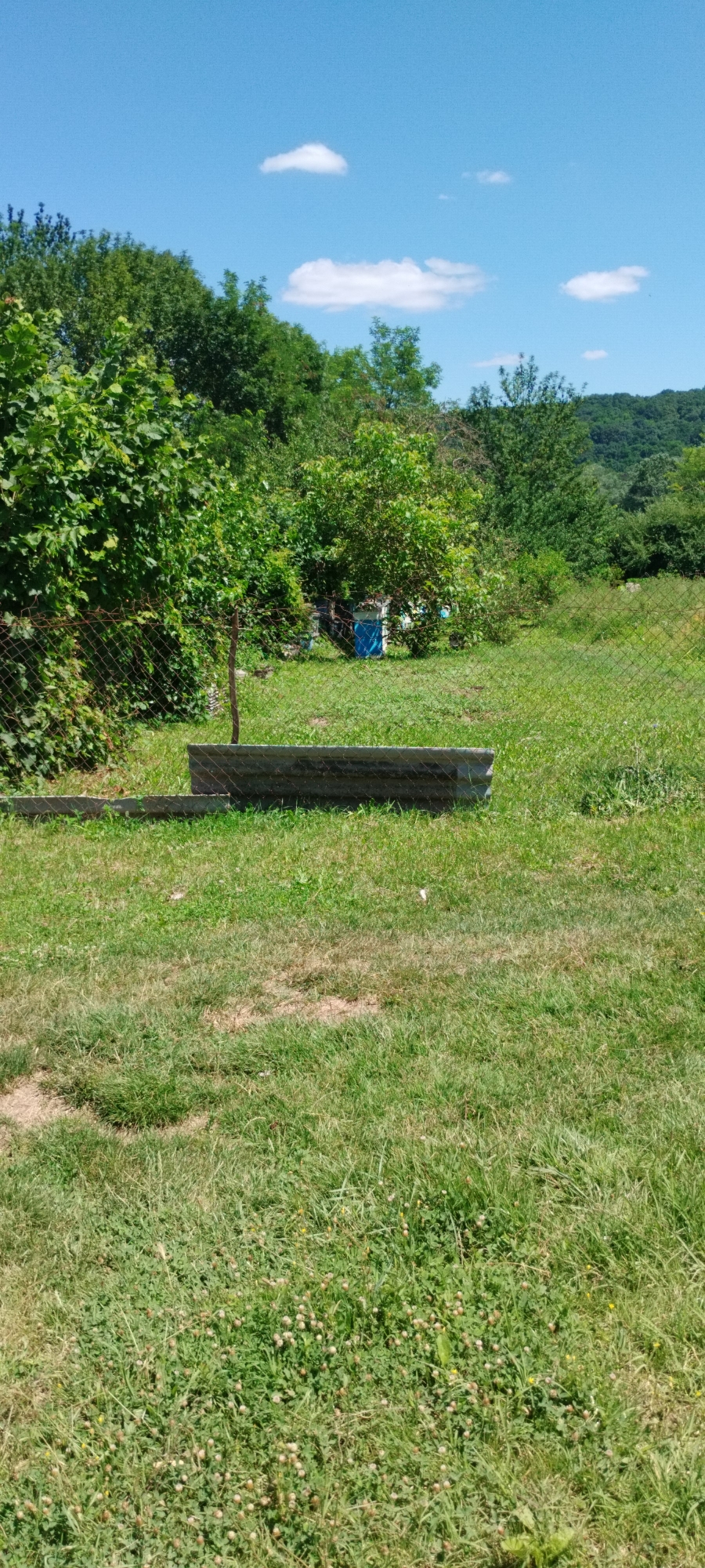 This image depicts a rural outdoor scene on a clear, sunny day, with a blue sky dotted with a few white clouds. The foreground is dominated by a patch of green grass, with some areas appearing drier and more sparse. A long, low, gray concrete structure, possibly a planter or a feeding trough, is situated horizontally across the middle ground. Behind this structure, a chain-link fence runs across the image, partially obscured by foliage. Beyond the fence, the landscape transitions into a densely vegetated area with various trees and bushes, many of which are in full leaf, suggesting a warm season. In the mid-ground, within the fenced area, two blue structures, potentially beehives, are visible among the greenery. The background features rolling hills covered in trees, indicating a natural, undeveloped setting. The image's composition suggests it was taken from a slightly elevated position, looking down towards the concrete structure and then across the grassy area towards the trees and hills. The location is identified as Yaroslavskaya, Russia. There are no people or animals visible in the image, and no apparent activities are taking place. The overall impression is one of a tranquil, natural environment, possibly a backyard or a rural property.