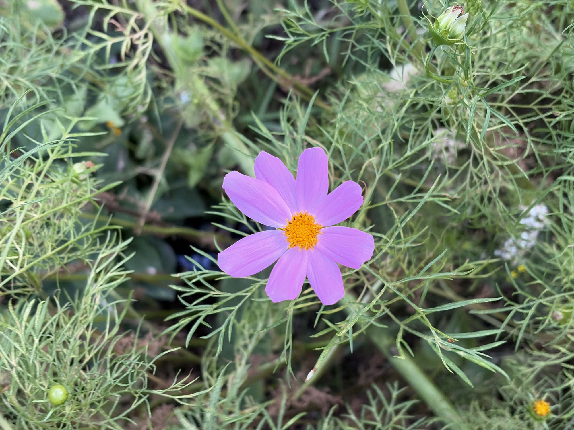 A close-up, high-angle shot captures a single, fully bloomed pink cosmos flower with a bright orange center, positioned in the middle of the frame. The flower is surrounded by its feathery green foliage, which occupies the majority of the image. Several other green buds and some yellow flowers are visible in the background, interspersed with the greenery. The scene appears to be an outdoor garden or park setting. There are no people or animals present. The lighting suggests it is daytime, possibly late afternoon given the softness of the light. The overall impression is one of natural beauty and tranquility.