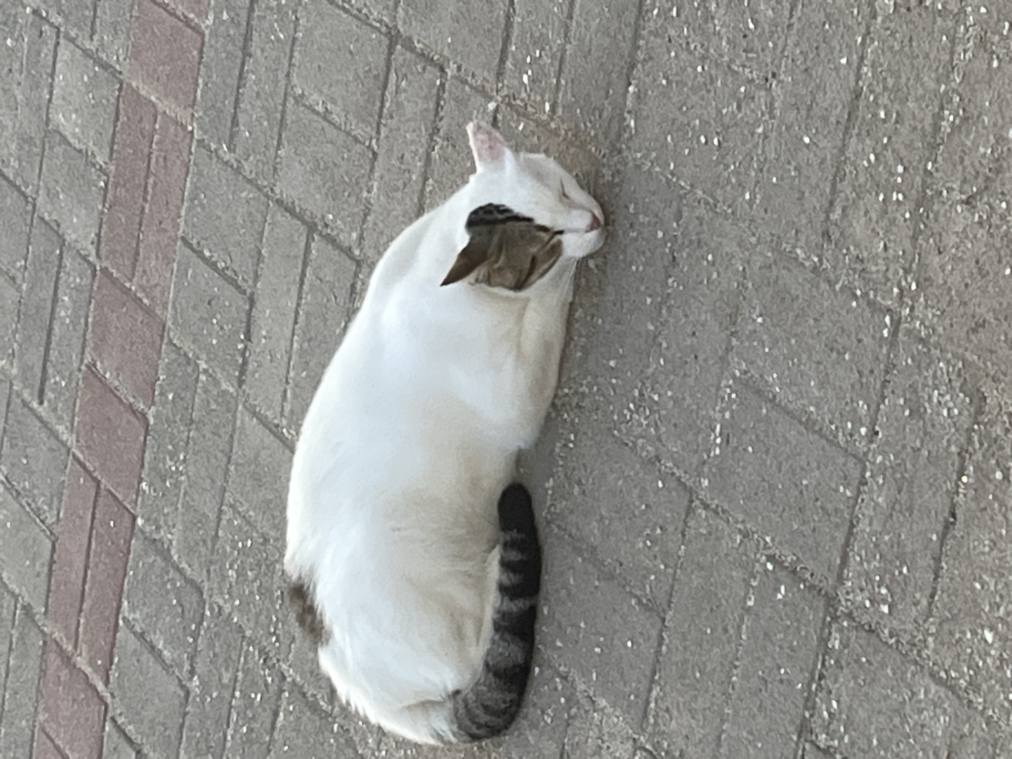 A high-angle shot shows a white and gray cat lying on a paved surface. The surface is composed of gray and red bricks arranged in a herringbone pattern, a street scene found in Alanya, Turkey. The cat is lying on its side, with its tail curled around its body. The cat has a striped tail and a gray spot on its head. The cat appears to be sleeping. The paved area is likely a sidewalk or pedestrian area.
