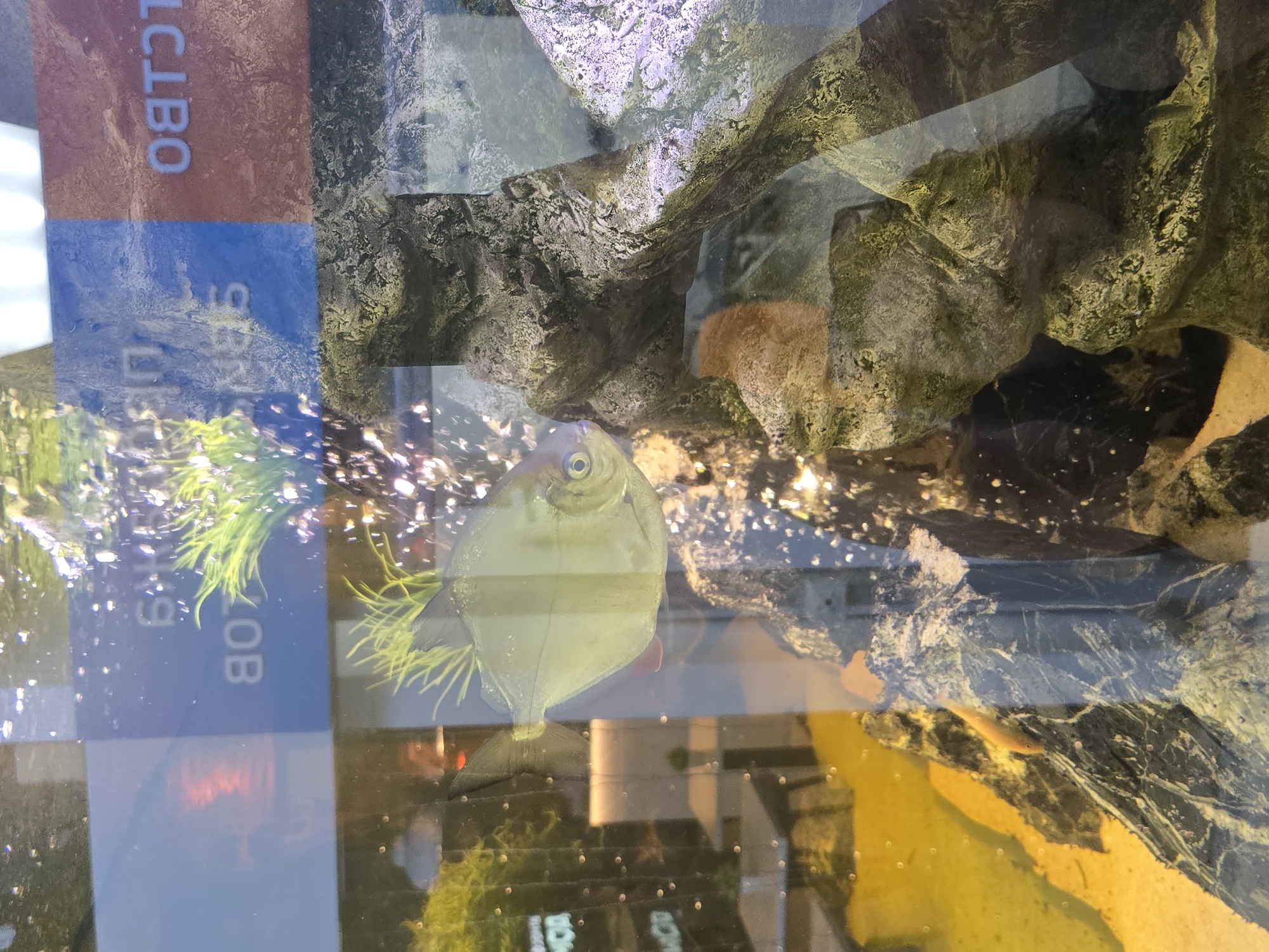 The image depicts an aquarium with several fish. In the foreground, a large, silvery fish with a red anal fin is swimming near a rocky, moss-covered structure. Bubbles are rising in the water around the fish. In the background, reflections show what appears to be a cafe or restaurant setting with tables and chairs, along with some people. The text "ОСТВО" is visible in the upper right corner, which is Russian for "island" or could be part of a company name. The overall scene suggests an aquarium display within a public establishment. There is no information in the image to confirm or deny the location in Krasnoyarsk, Russia.