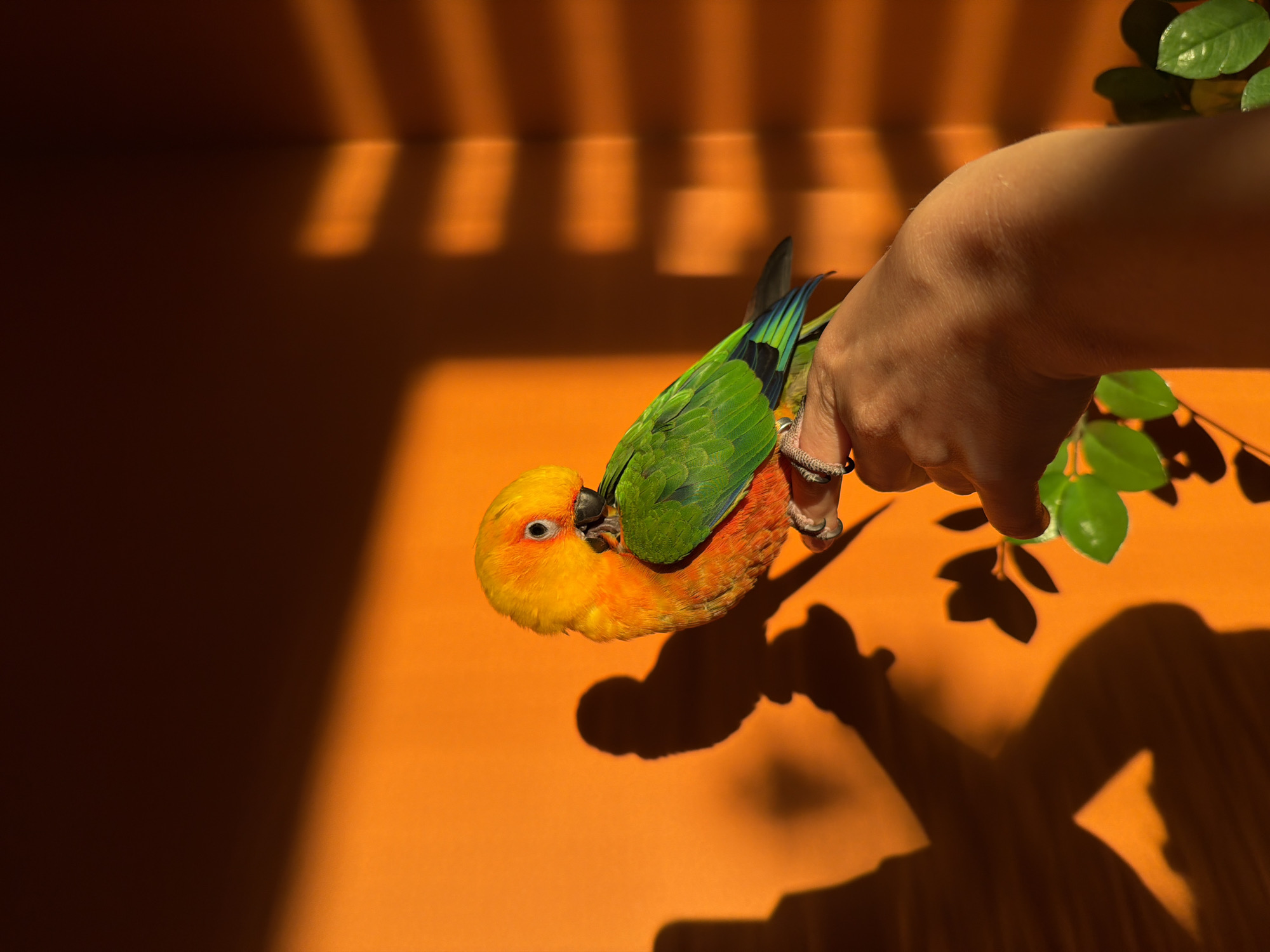 A vibrant, high-angle shot features a colorful parrot perched on a person's hand, set against a bright orange background. The bird is predominantly yellow and orange with green wings and a hint of blue in its tail feathers. The hand holding the parrot is pale in complexion and positioned to the right side of the frame. A few green leaves extend from the hand, adding a touch of nature. The background has a modern, minimalist feel, with distinct light and shadow play creating vertical stripes. A shadow of the person's arm and the bird stretches across the scene, adding depth to the composition. The photograph was taken in Khimki, Russia.