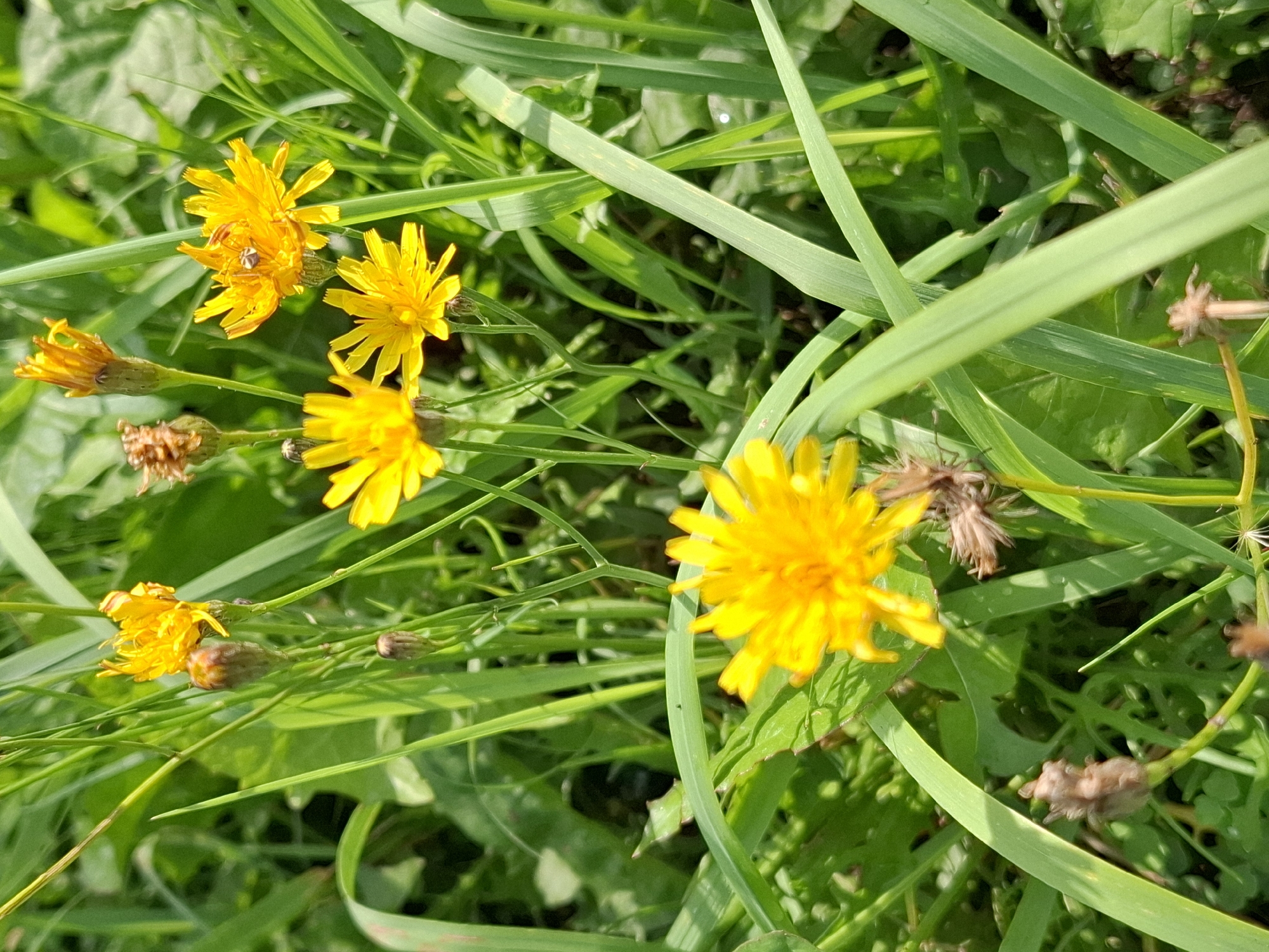 An extreme close-up shot captures a cluster of bright yellow wildflowers blooming amidst tall green grass. One of the flowers, in the foreground, is in sharp focus and shows intricate petal detail. Another flower to the right has a small, striped insect perched on its petals. Several unopened flower buds and dried seed heads are also visible, scattered amongst the vibrant green foliage. The scene is brightly lit by natural sunlight, casting soft shadows and highlighting the textures of the plants. The environment appears natural and uncultivated.
