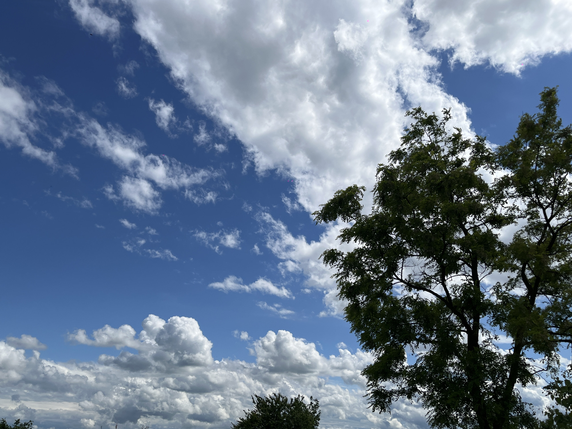 The image shows a view of the sky, partially obscured by trees, likely taken outdoors in Novopokrovskaya, Russia. The sky is blue with scattered cumulus clouds. A large tree with green leaves occupies the right side of the frame, while another smaller tree is visible in the lower left. No people are visible in the image.