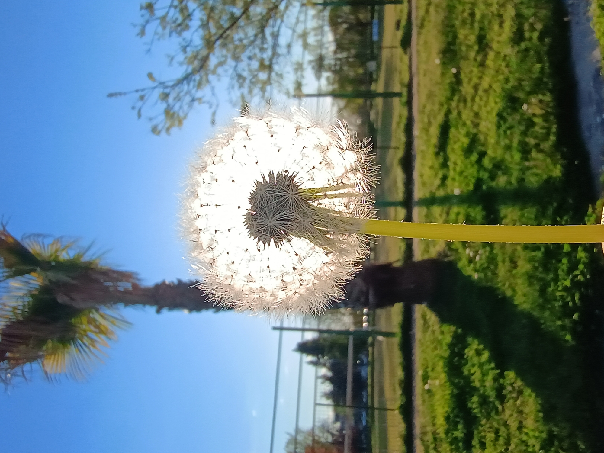 The primary subject of this image is a fluffy, white dandelion seed head, or blowball, brightly illuminated by the sun from behind. Its delicate, intricate pappus structures glow intensely, appearing translucent against the clear blue sky due to the strong backlighting. The dandelion's vibrant green stem extends horizontally to the right, mostly out of frame.
The background features a clear, bright blue sky occupying the upper portion of the frame. A blurred green lawn or field extends across the lower portion of the image, showing variations in grass density and hints of darker areas that could be shadows. Several trees are visible: one with light green leaves is out of focus in the top right, while a distinct palm tree with dark fronds is silhouetted against the blue sky on the left. Faint outlines of green fences or railings can be seen in the mid-ground, suggesting an outdoor park or recreational area.
The image captures a moment of bright, clear daylight under a sunny sky, likely late morning or afternoon given the strong backlighting. The atmosphere is peaceful and natural. There are no people visible, and no text is present in the image. This outdoor scene is located in Plovdiv, Bulgaria.