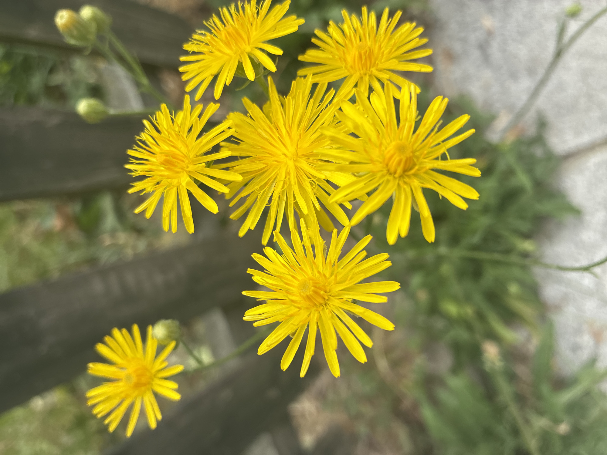 A cluster of bright yellow, dandelion-like flowers with many thin petals is in focus in the foreground. The flowers are on thin green stems, and some closed green buds are also visible. Behind the flowers, a blurred dark wooden fence runs vertically, with some green foliage and a grey, paved surface visible in the background. The lighting suggests it is daytime. The image does not contain any identifiable features that would pinpoint its location to Prague, Czechia.