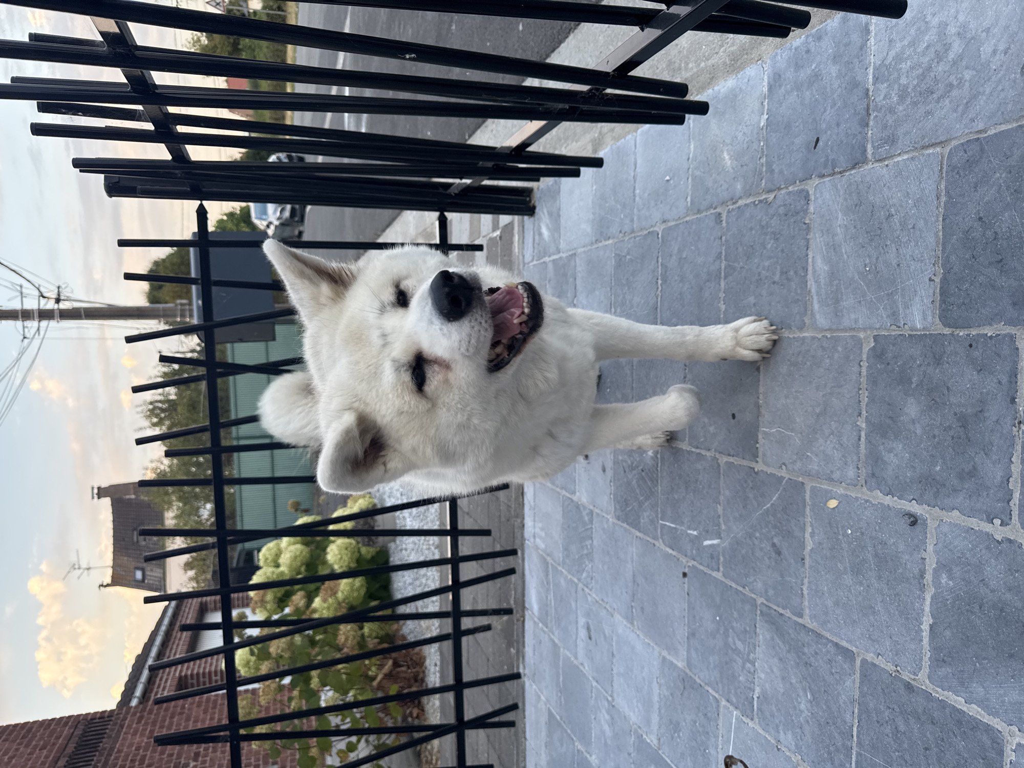 An Akita dog with white fur and brown markings on its face is walking towards the camera on a grey stone tiled walkway. The dog's mouth is open, revealing its teeth and tongue, and its eyes are partially closed. Behind the dog is a black metal fence. Through the fence, a bush with pale green flowers, a brick building, and trees can be seen. In the background, there is a street with a car and a utility pole. The sky is cloudy, with hints of an evening sunset. The scene appears to be in a residential area of Wattrelos, France, as indicated by the architecture and the street environment.