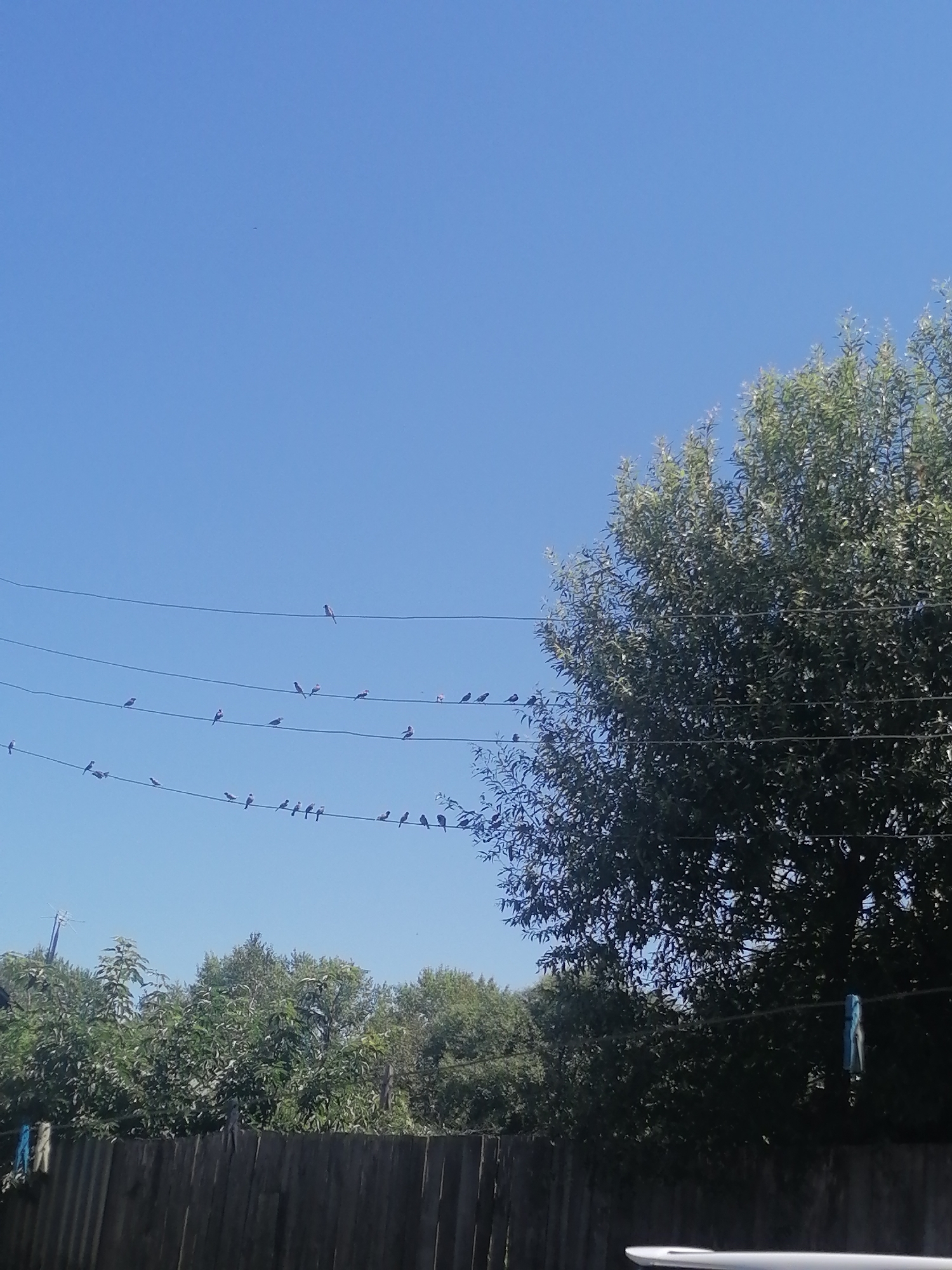 A flock of small birds is perched on power lines against a clear blue sky. A large tree with dense green foliage is visible on the right side of the image, partially obscuring the power lines and sky. In the background, a wooden fence runs horizontally across the bottom of the frame, with some greenery and a telephone pole visible above it. The scene appears to be in a residential or suburban area.